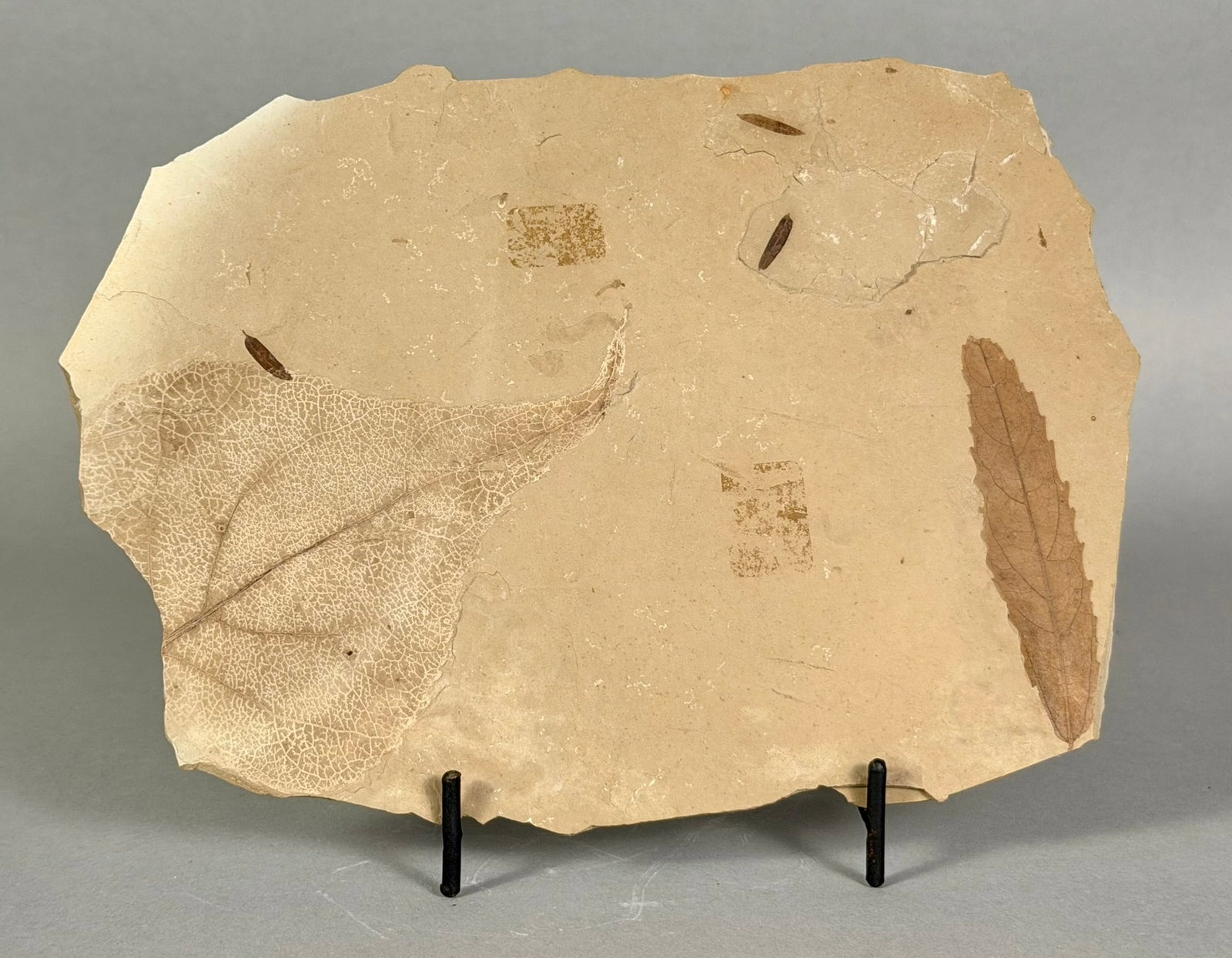 Poplar Leaf and Mosquito Fossil: Poplar leaf fossil with mosquito impressions. Rectangular marks from old stickers, which should be removable with effort. 6” x 8” x .25”. 14 oz.