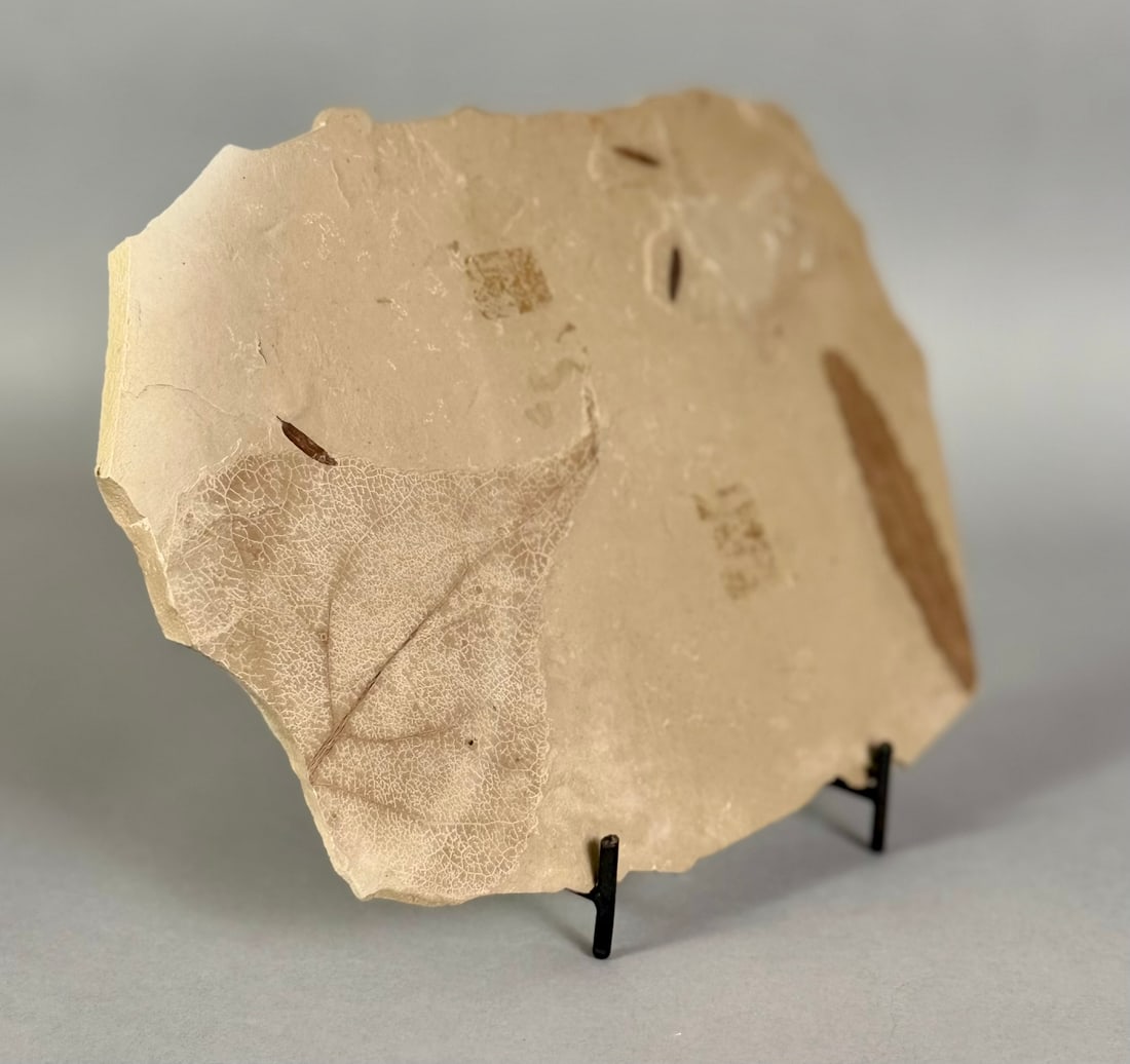 Poplar Leaf and Mosquito Fossil - 2
