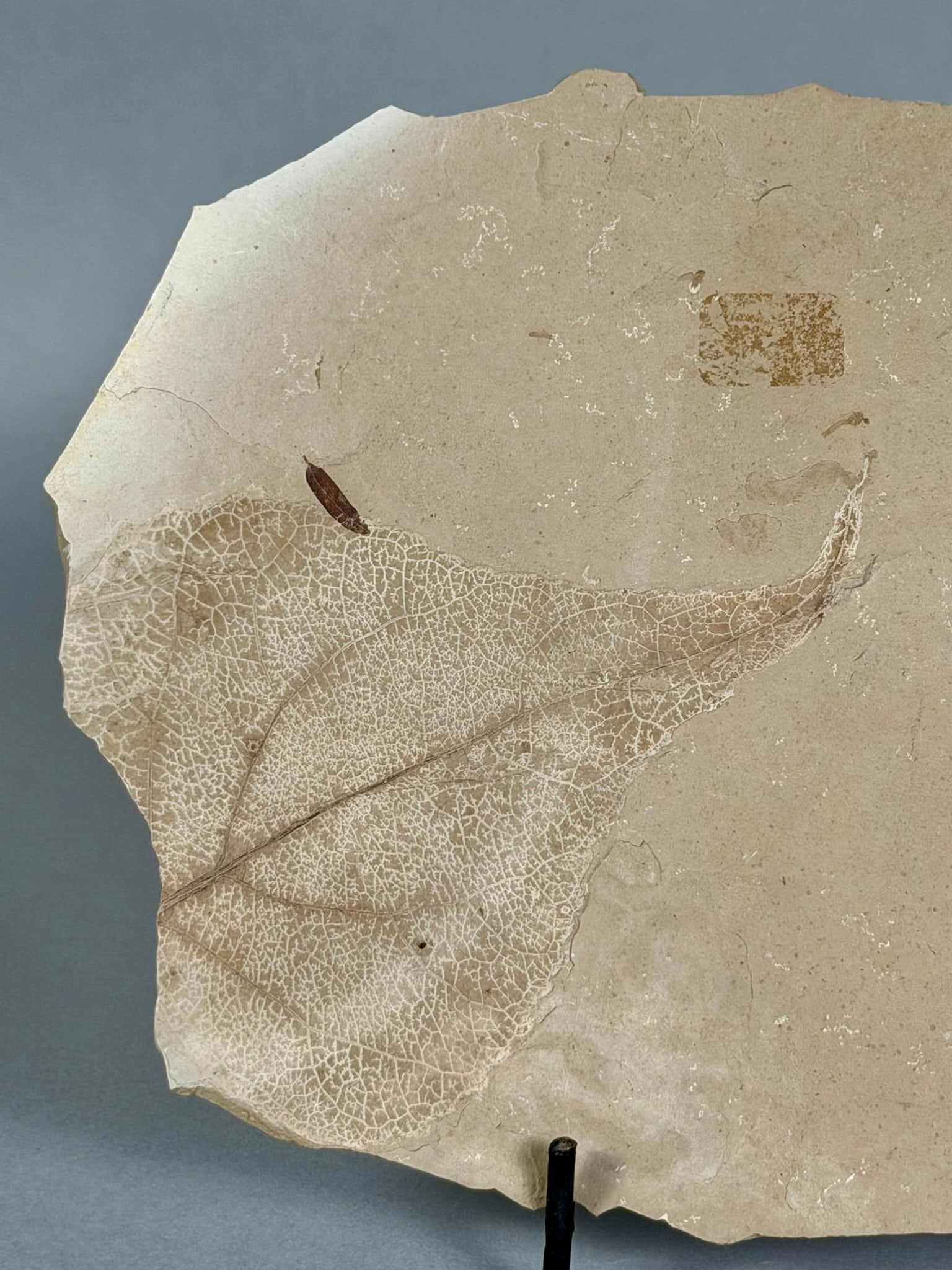 Poplar Leaf and Mosquito Fossil - 3