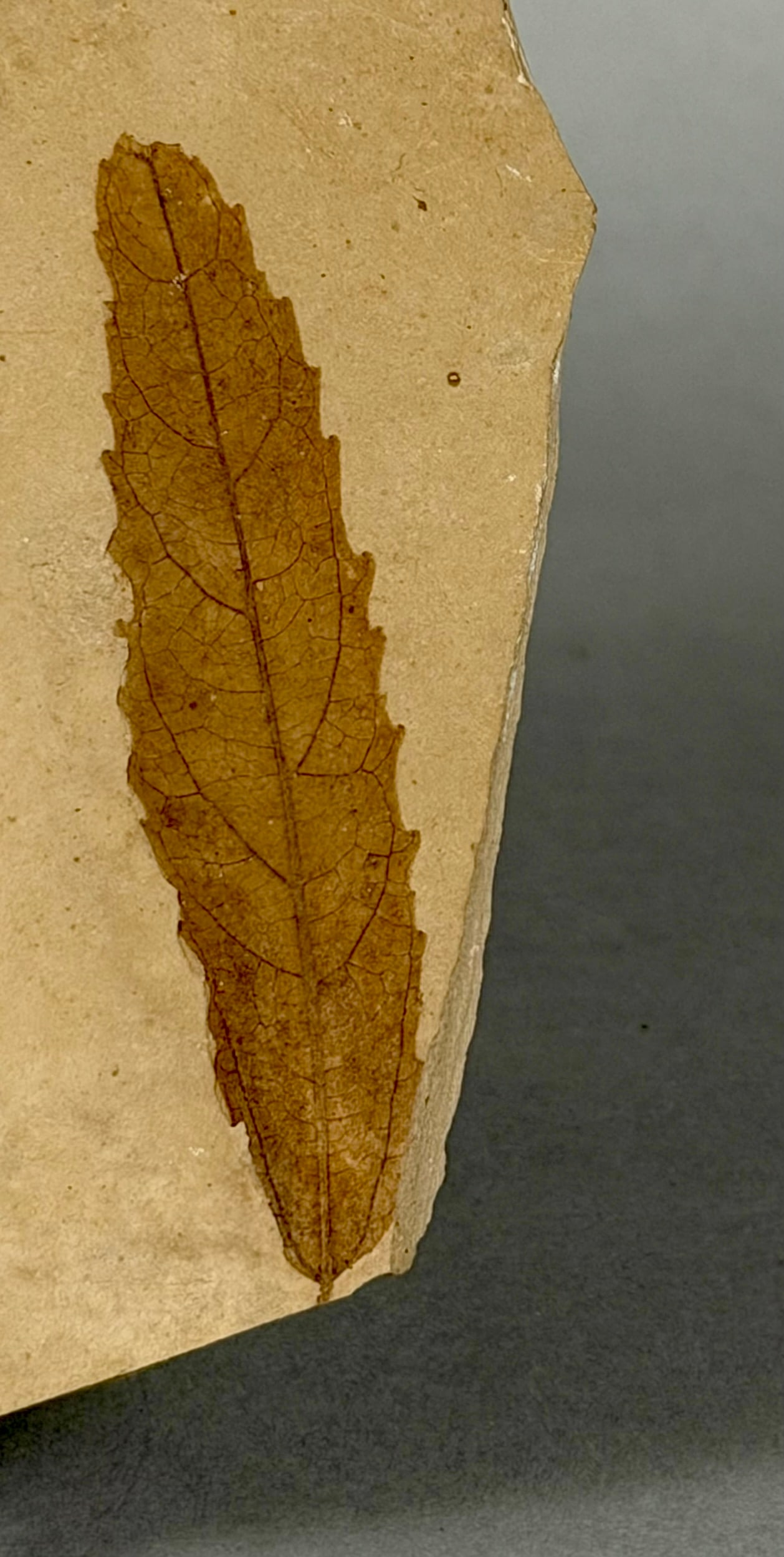 Poplar Leaf and Mosquito Fossil - 4