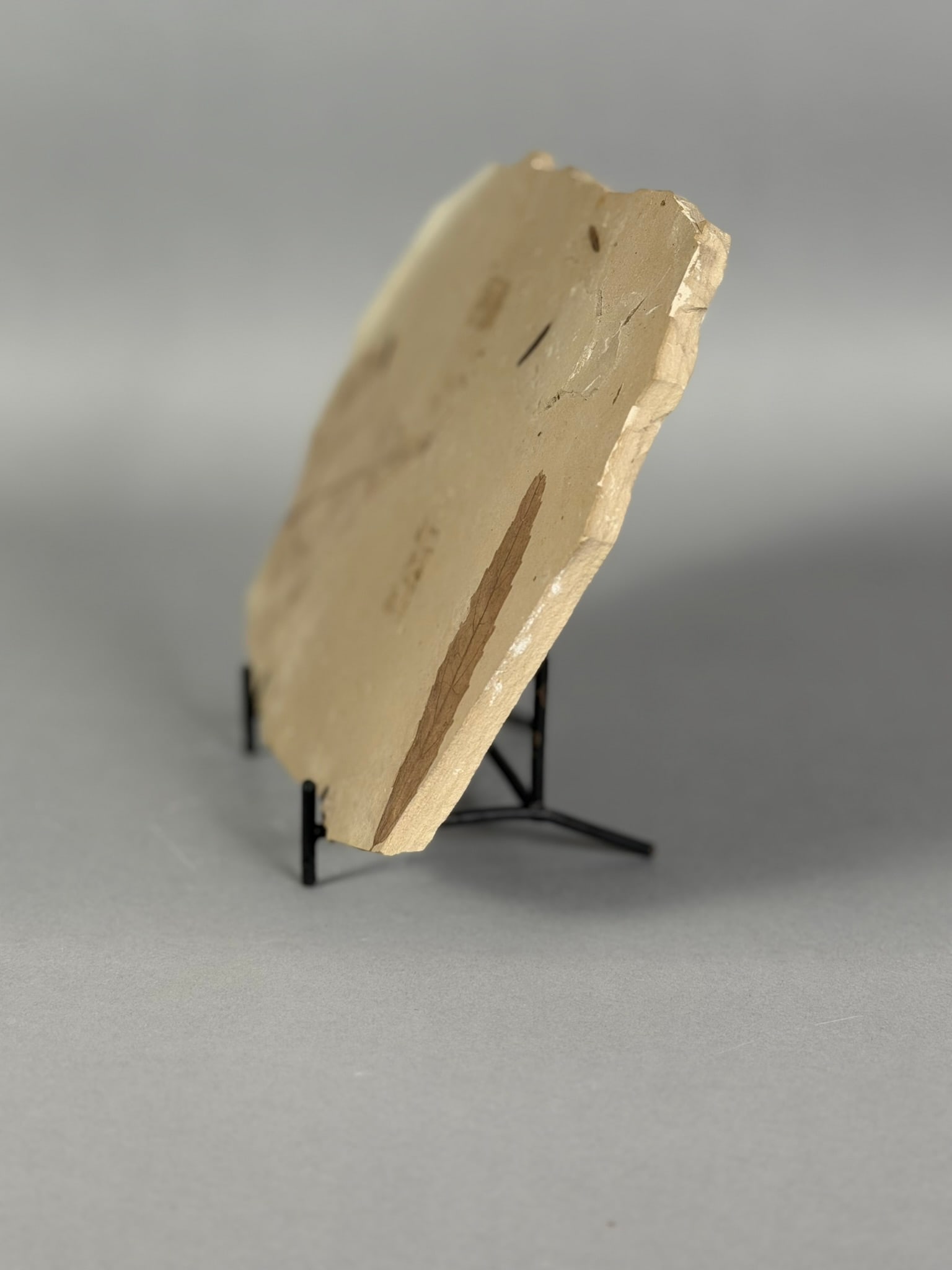 Poplar Leaf and Mosquito Fossil - 5