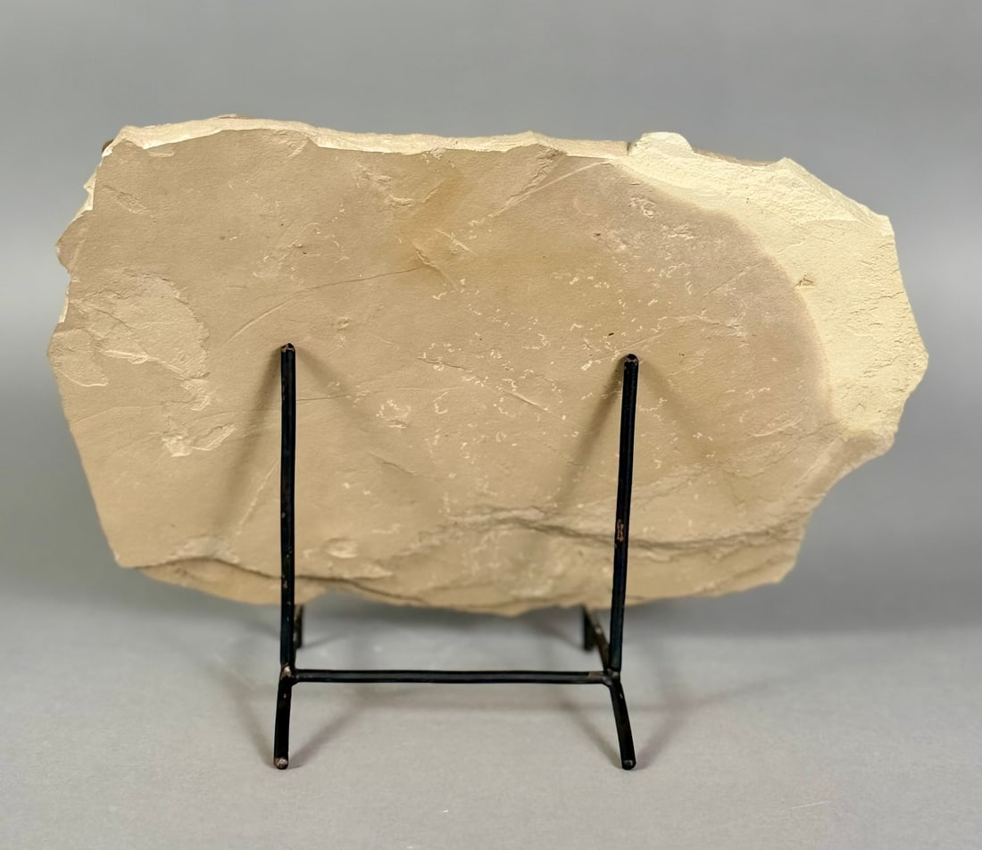 Poplar Leaf and Mosquito Fossil - 6