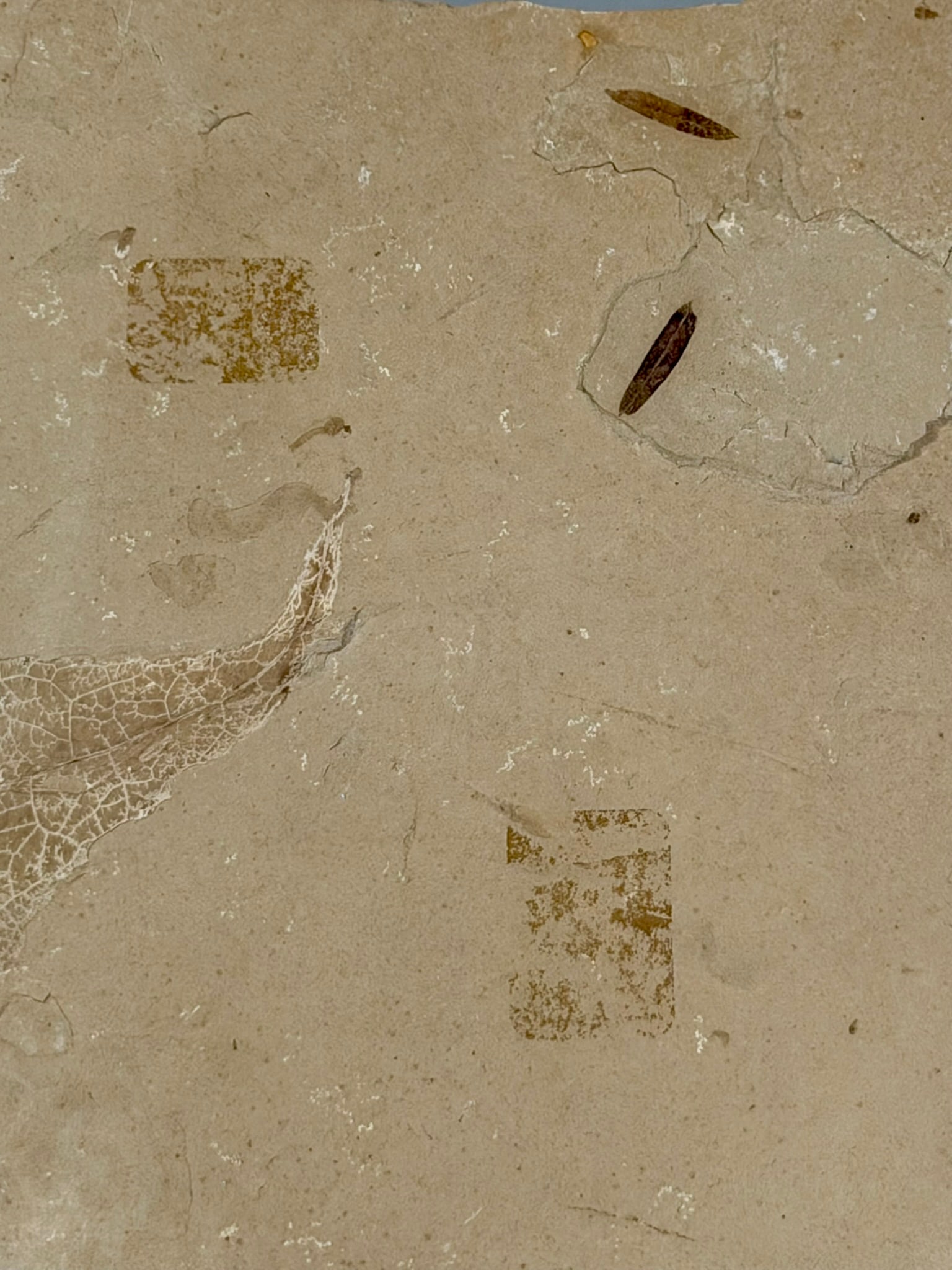 Poplar Leaf and Mosquito Fossil - 7