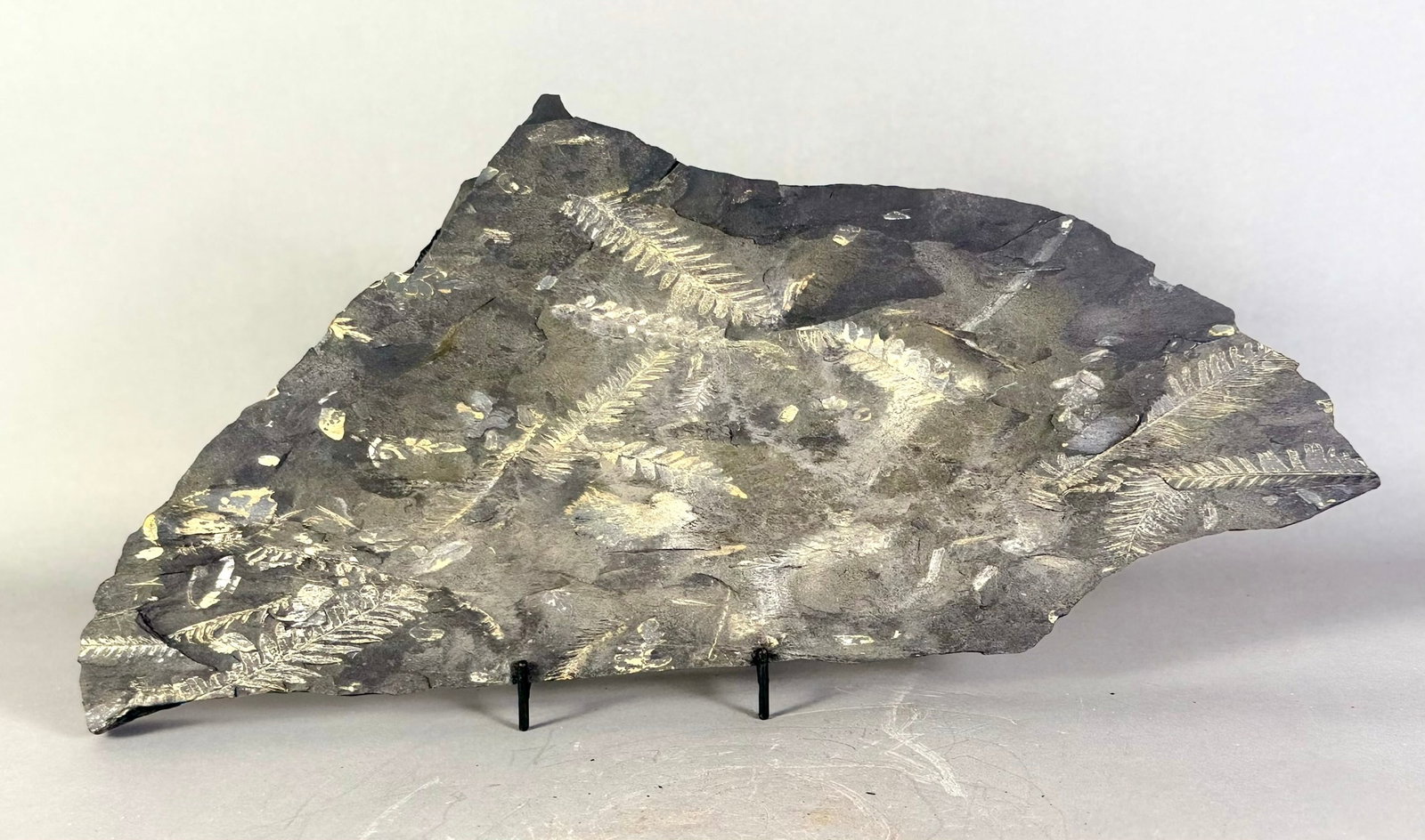 Large Seed Fern Leaf Fossil: Large seed fern leaf fossil. 8” x 16.5” x 1.25”. 9 lbs, 4 oz.