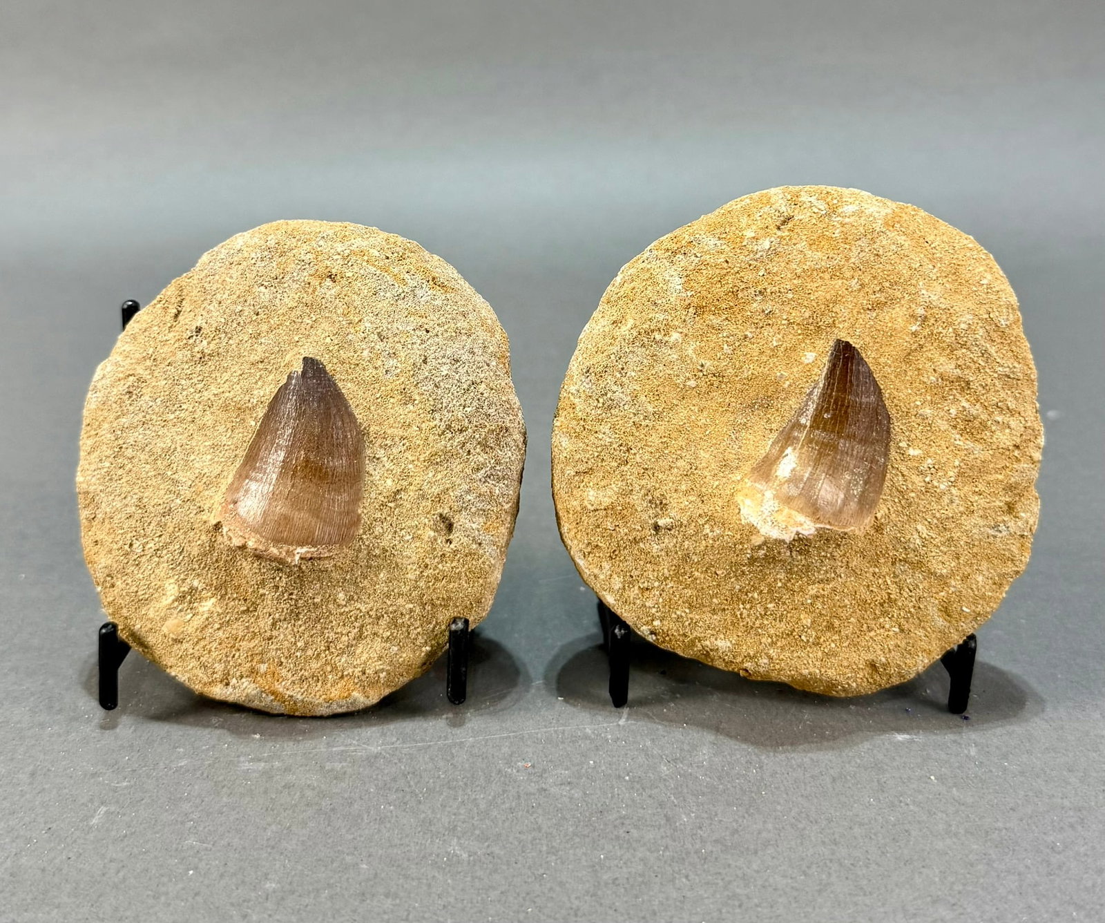 Two Mosasaur Tooth Fossils in Matrix: Two Mosasaur tooth fossils in matrix. Each is approximately 3.5" x 3.5" x 1.75". 1 pound, 2 ounces total.
