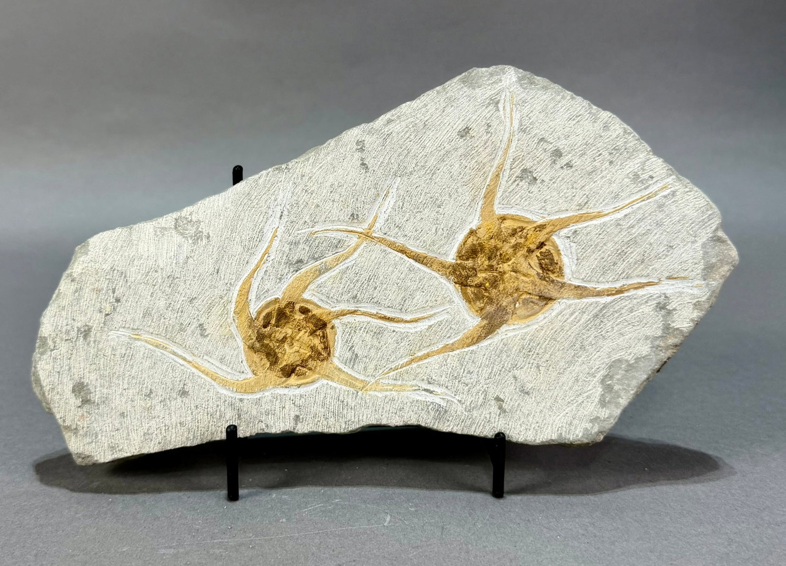 Moroccan Jurassic Two Starfish Fossil: Moroccan Jurassic two starfish fossil with great detail. 5" x 9" x .5". 2 lb, 1 ounce.