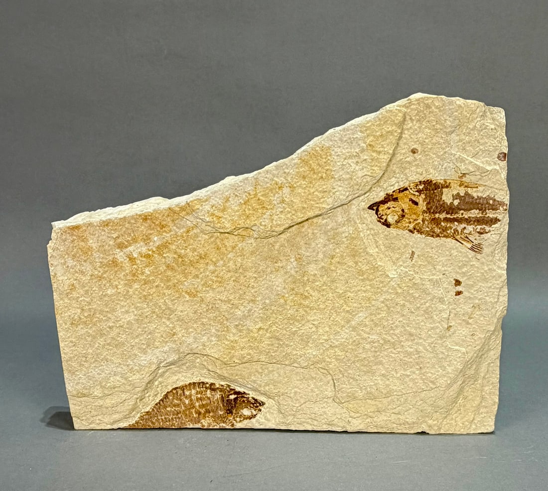 Green River Fish Fossil: Fish fossil plate from the Green River in Wyoming. 8" x 11" x 1.25". 4 lb, 5 ounces.