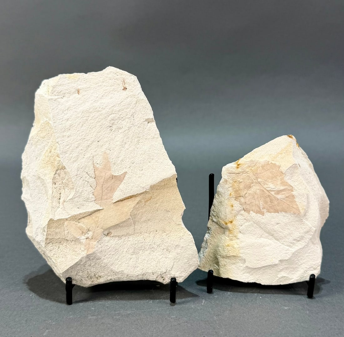 Two Green River Leaf Fossils: Two leaf fossil plates from the Green River in Wyoming. 7 ounces total.