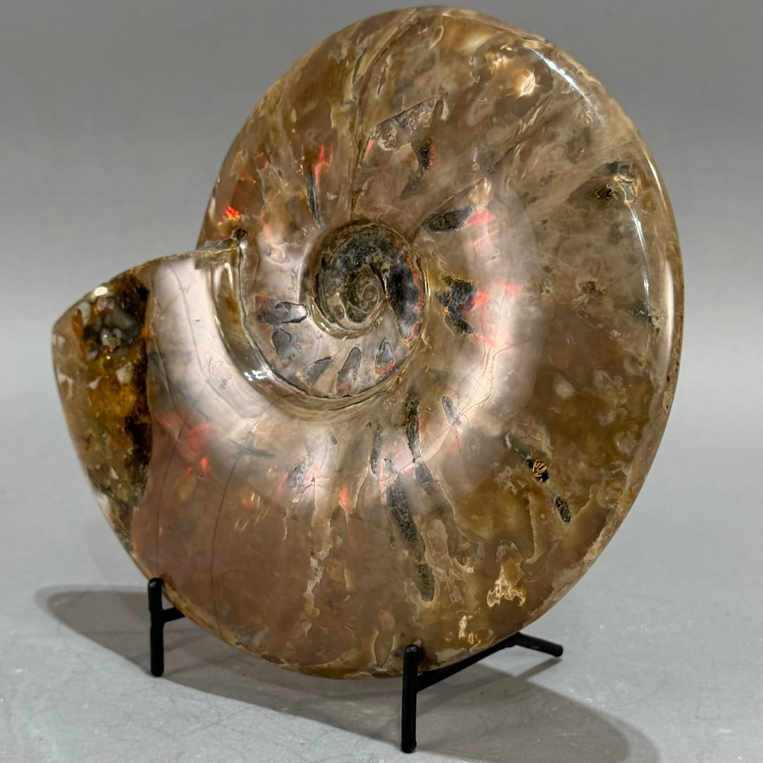 Rare Red Flash Ammonite - 2