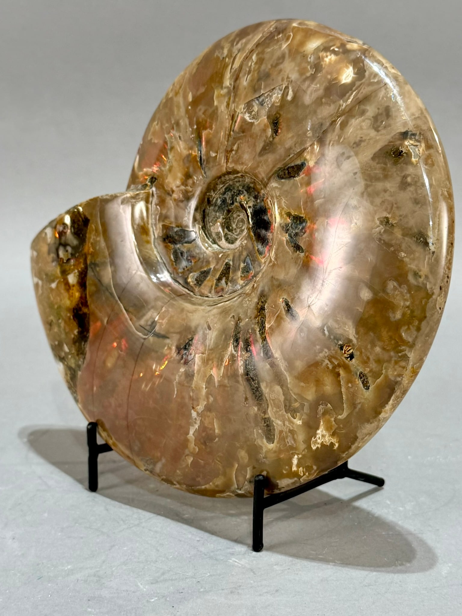 Rare Red Flash Ammonite - 3