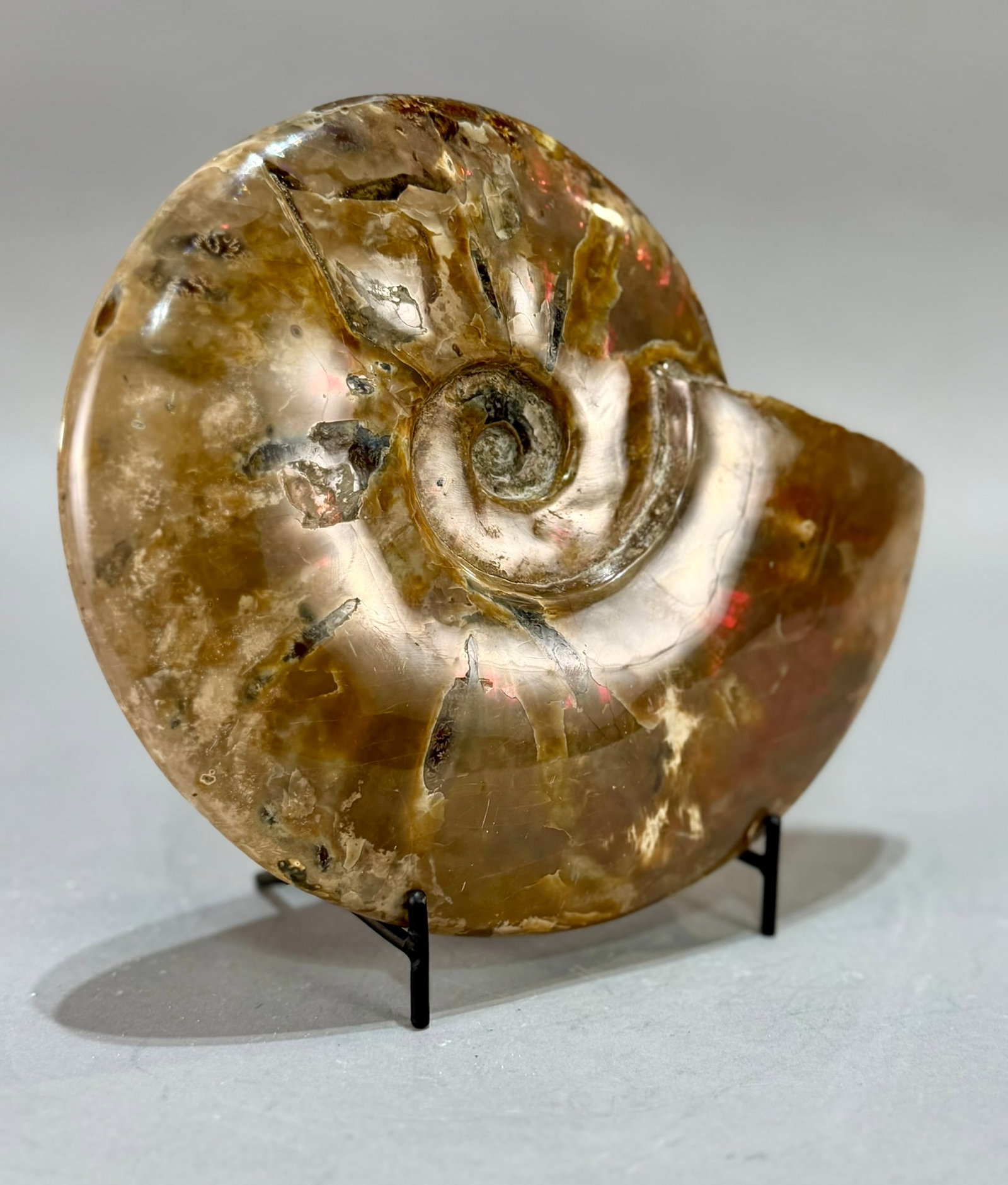 Rare Red Flash Ammonite - 5