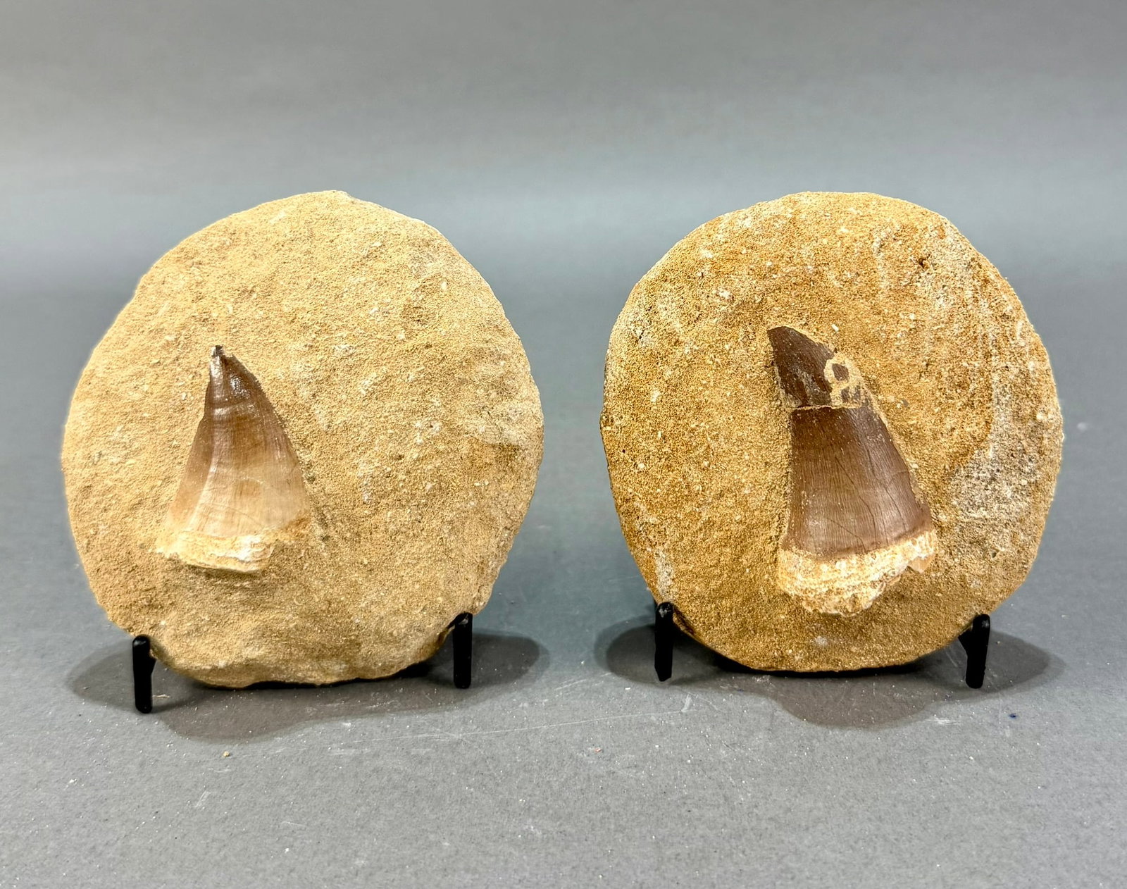 Two Mosasaur Tooth Fossils in Matrix (1 of 3)