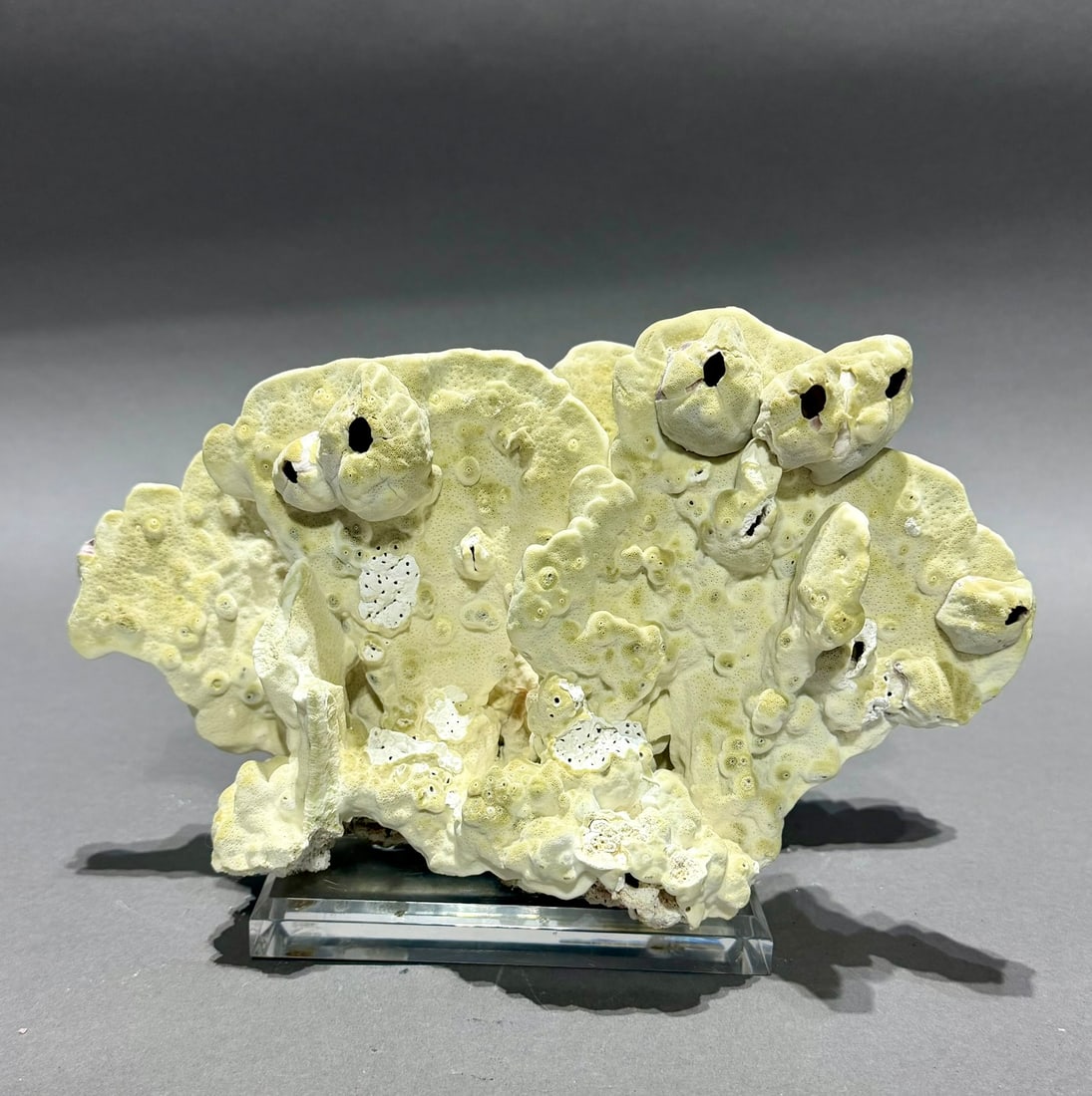 Yellow Fire Coral Formation on Lucite Stand (1 of 3)