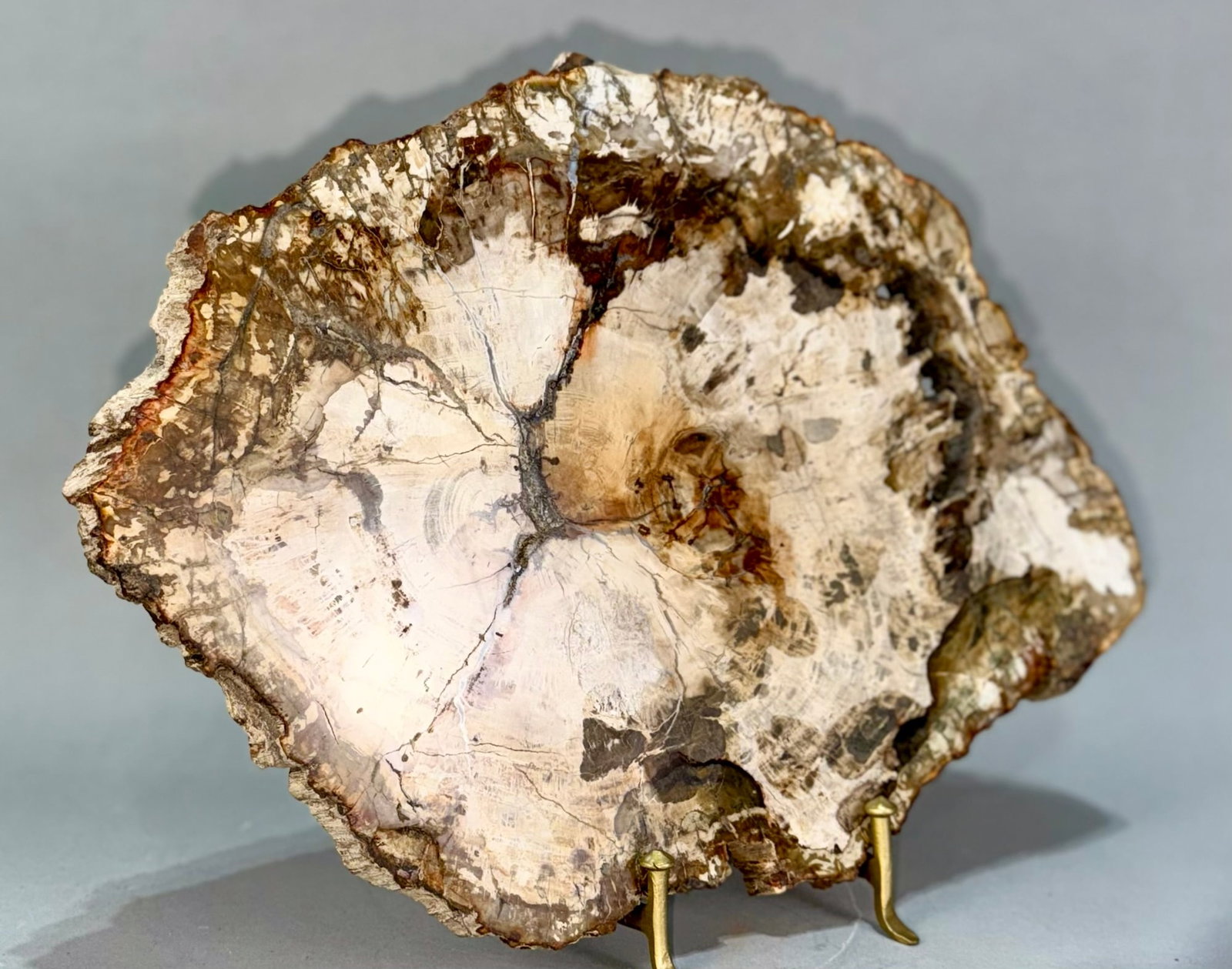 Petrified Wood Slice: Polished petrified wood slice from Madagascar. Polished on both sides. 10.5" x 14.5" x .75". 6 lbs, 5 oz.