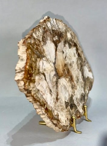Petrified Wood Slice - 2