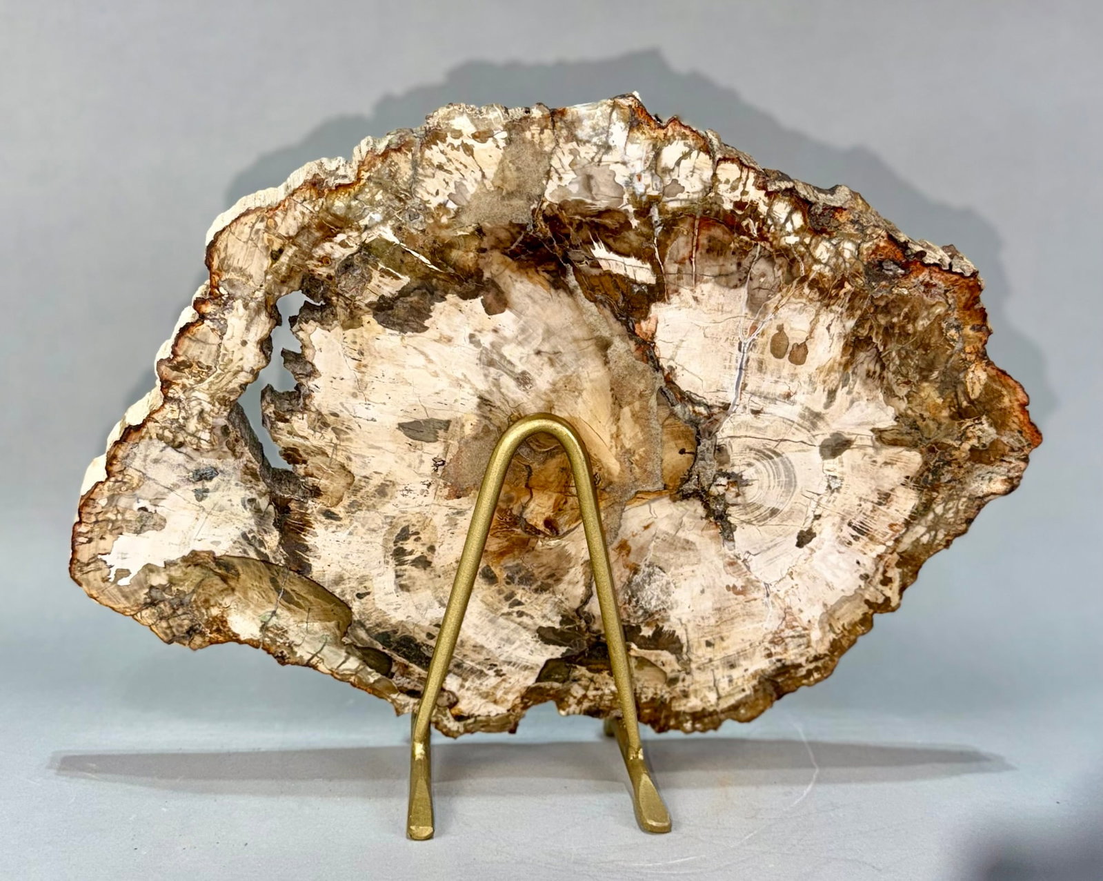 Petrified Wood Slice - 3