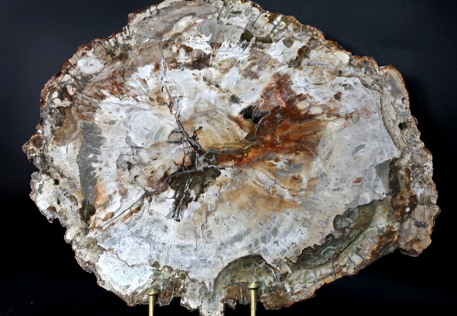Petrified Wood Slice: Polished petrified wood slice from Madagascar. Polished on both sides. 11" x 13.5" x .75". 6 lbs, 7 oz.