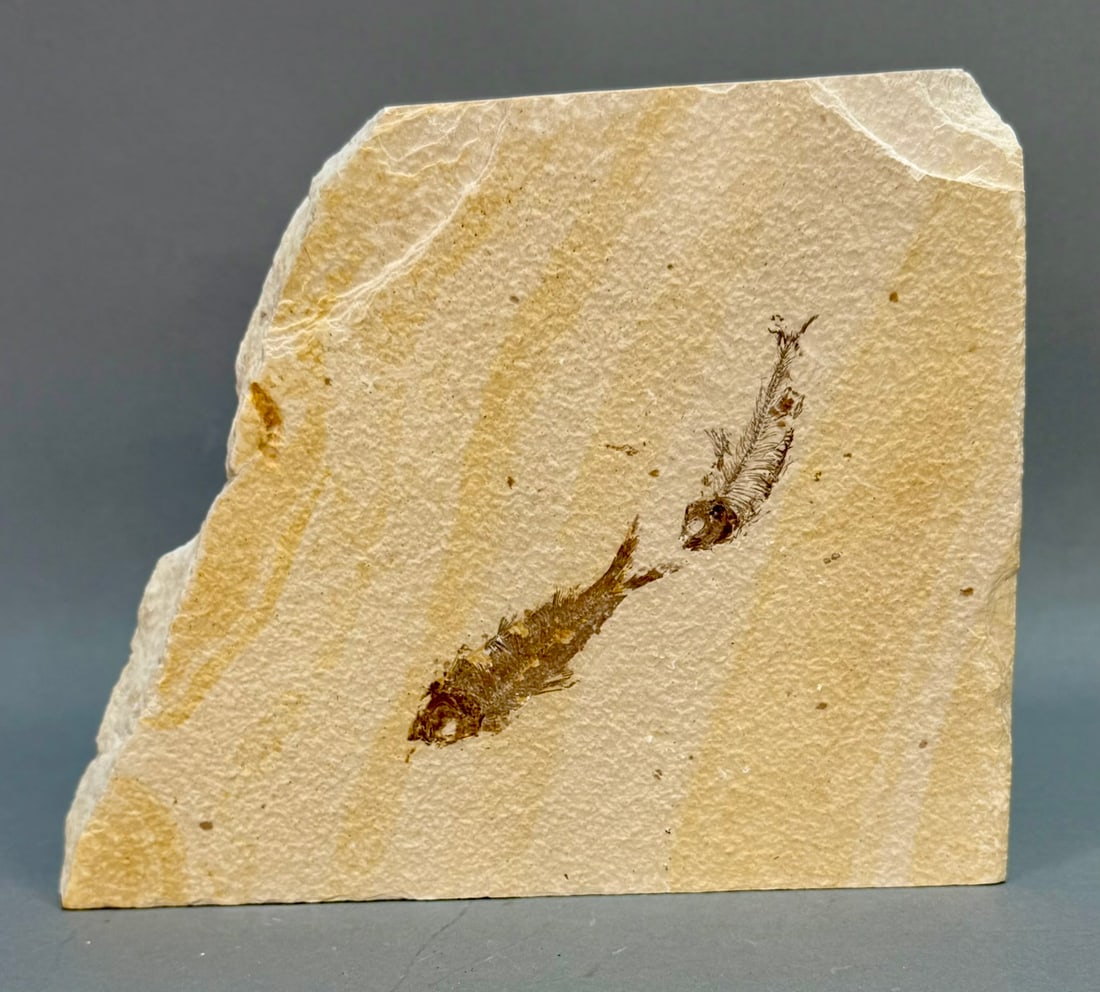 Green River Fish Fossil (1 of 4)