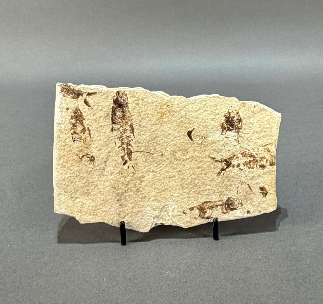 Green River Multiple Fish Fossil Plate (1 of 3)