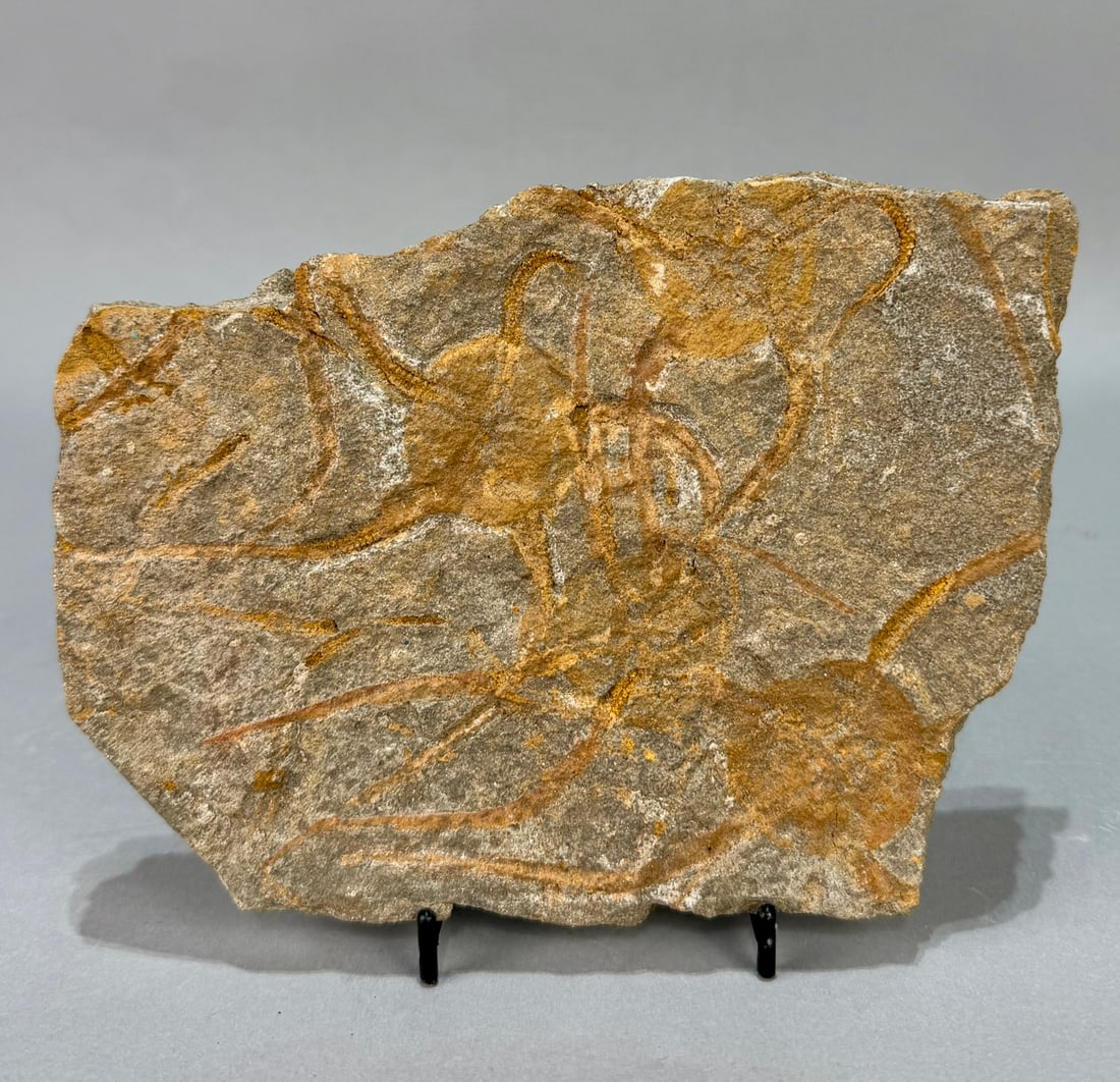 Moroccan Jurassic Four Starfish Fossil: Moroccan Jurassic four starfish fossil. 5.5" x 7.25" x .5". 1 pound, 7 ounces.