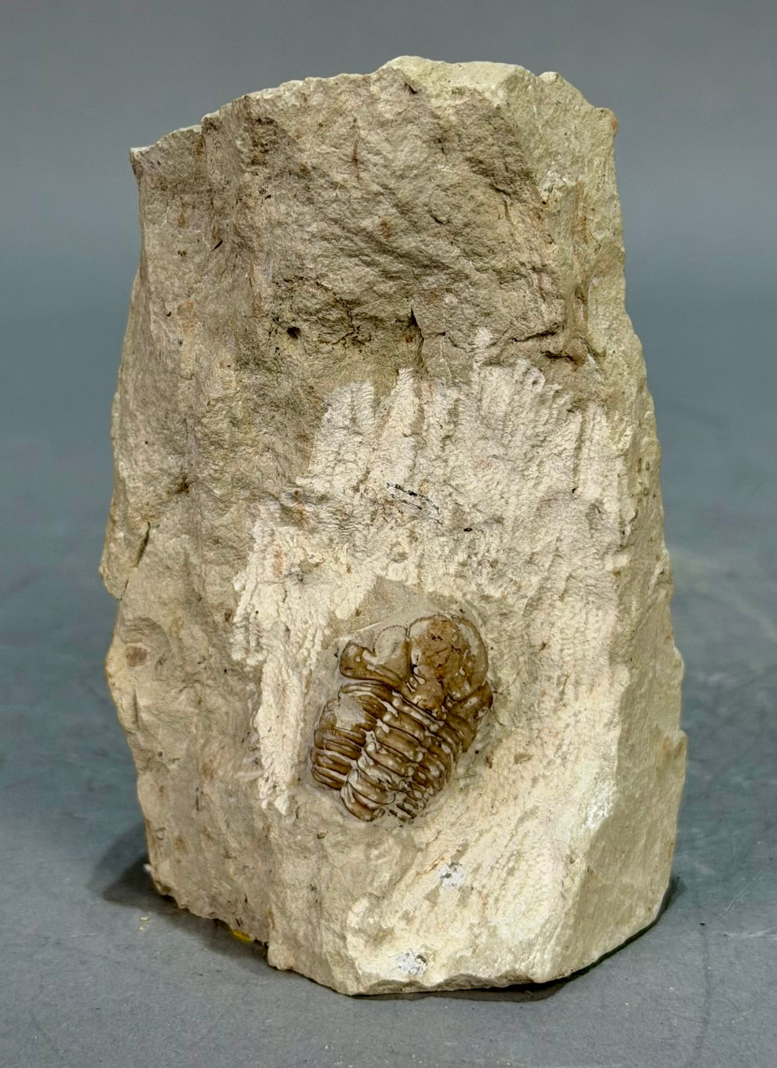 Paciphacops Trilobite Fossil: Paciphacops trilobite fossil from the Clarita, Oklahoma area. Siluro-Devonian Age. 3.75" x 2.25" x 2.25". 15 ounces.