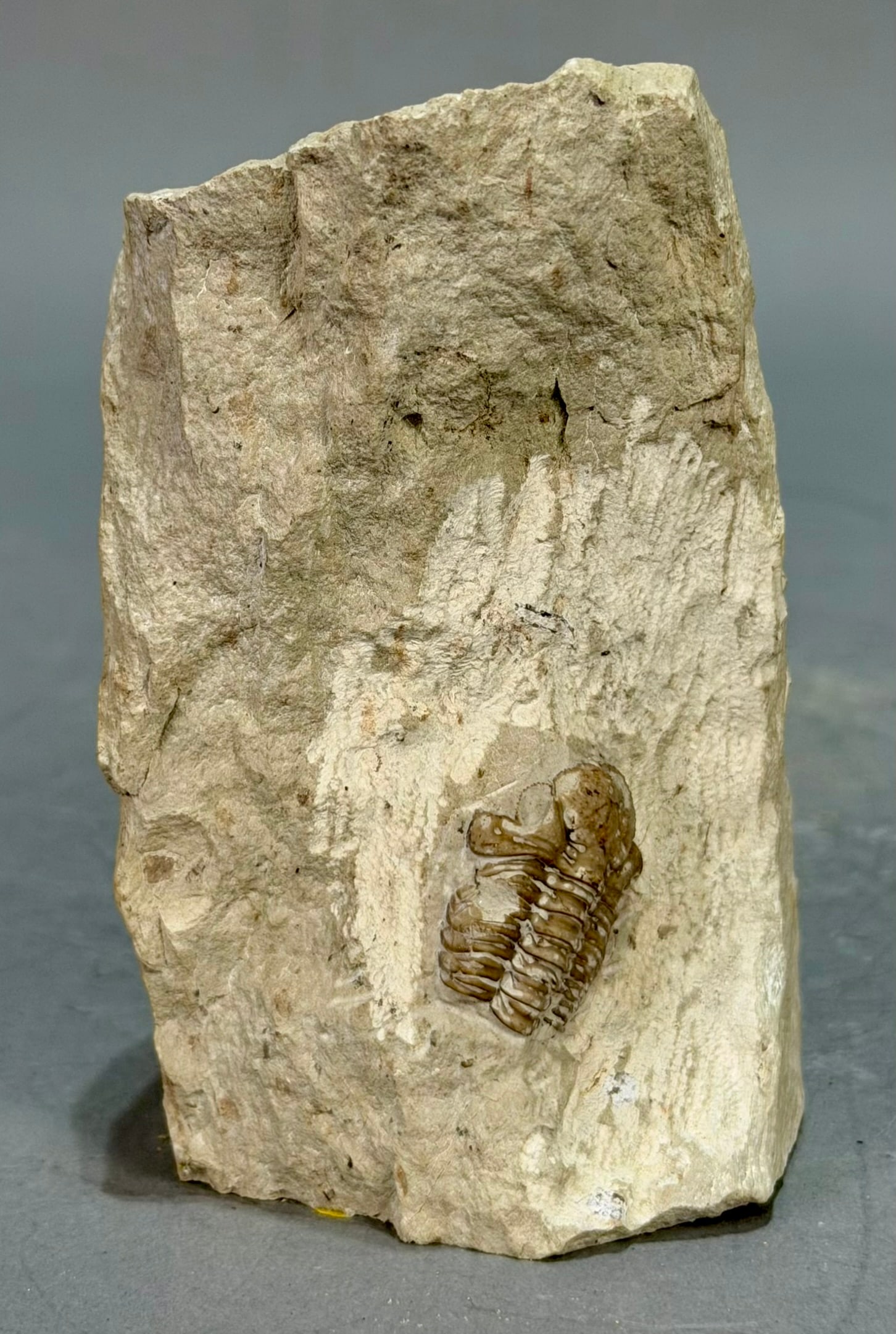 Paciphacops Trilobite Fossil - 2