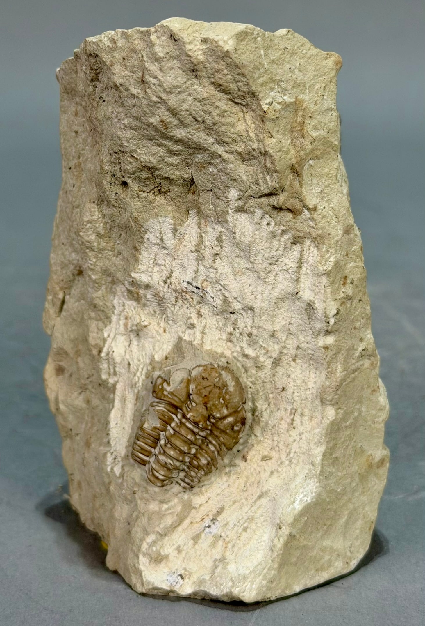 Paciphacops Trilobite Fossil - 3