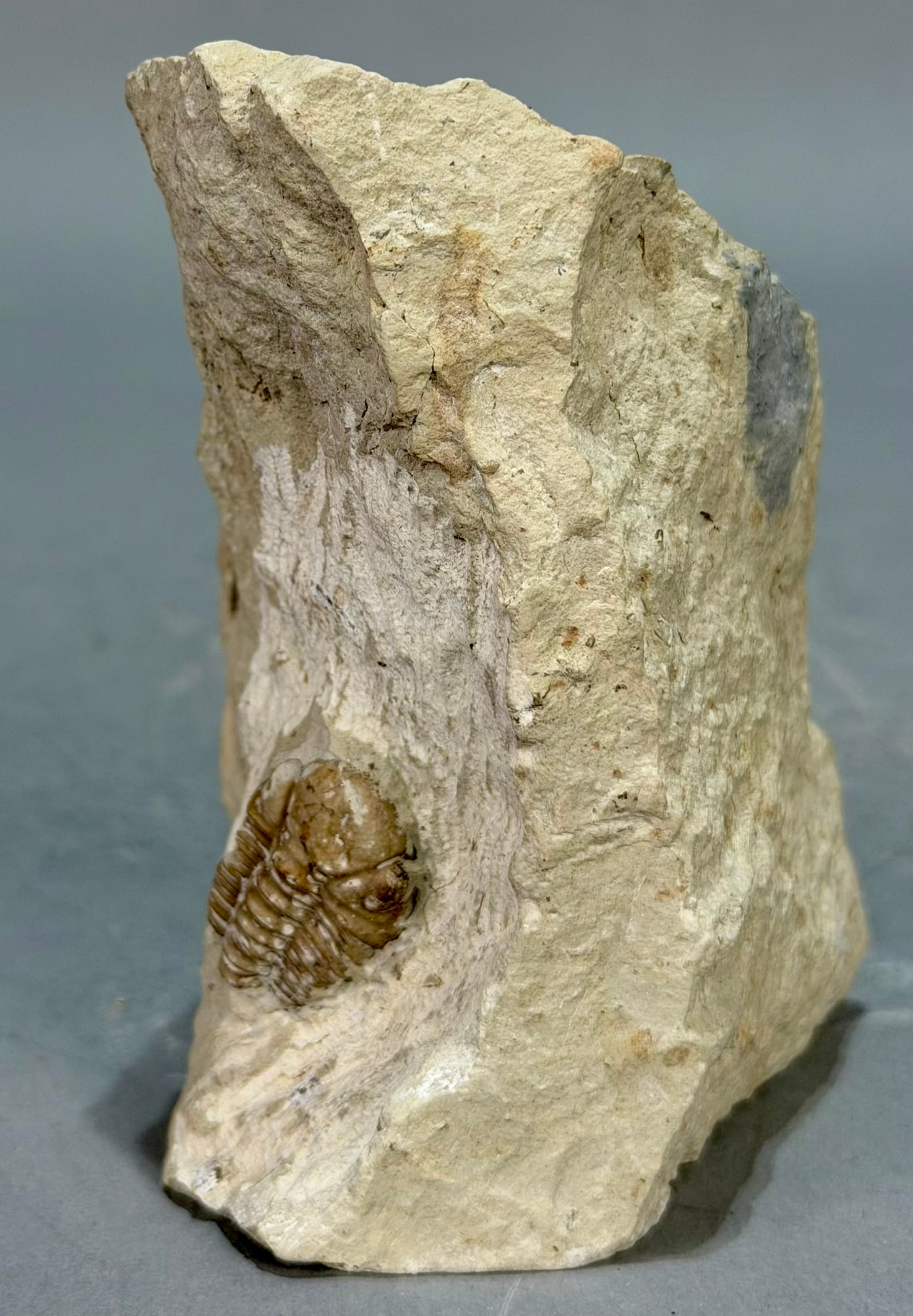 Paciphacops Trilobite Fossil - 4