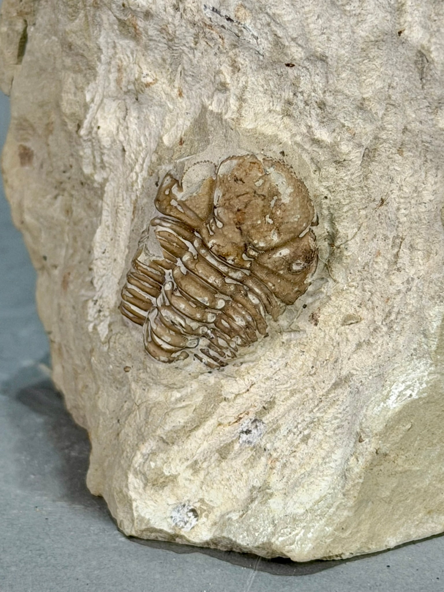 Paciphacops Trilobite Fossil - 5