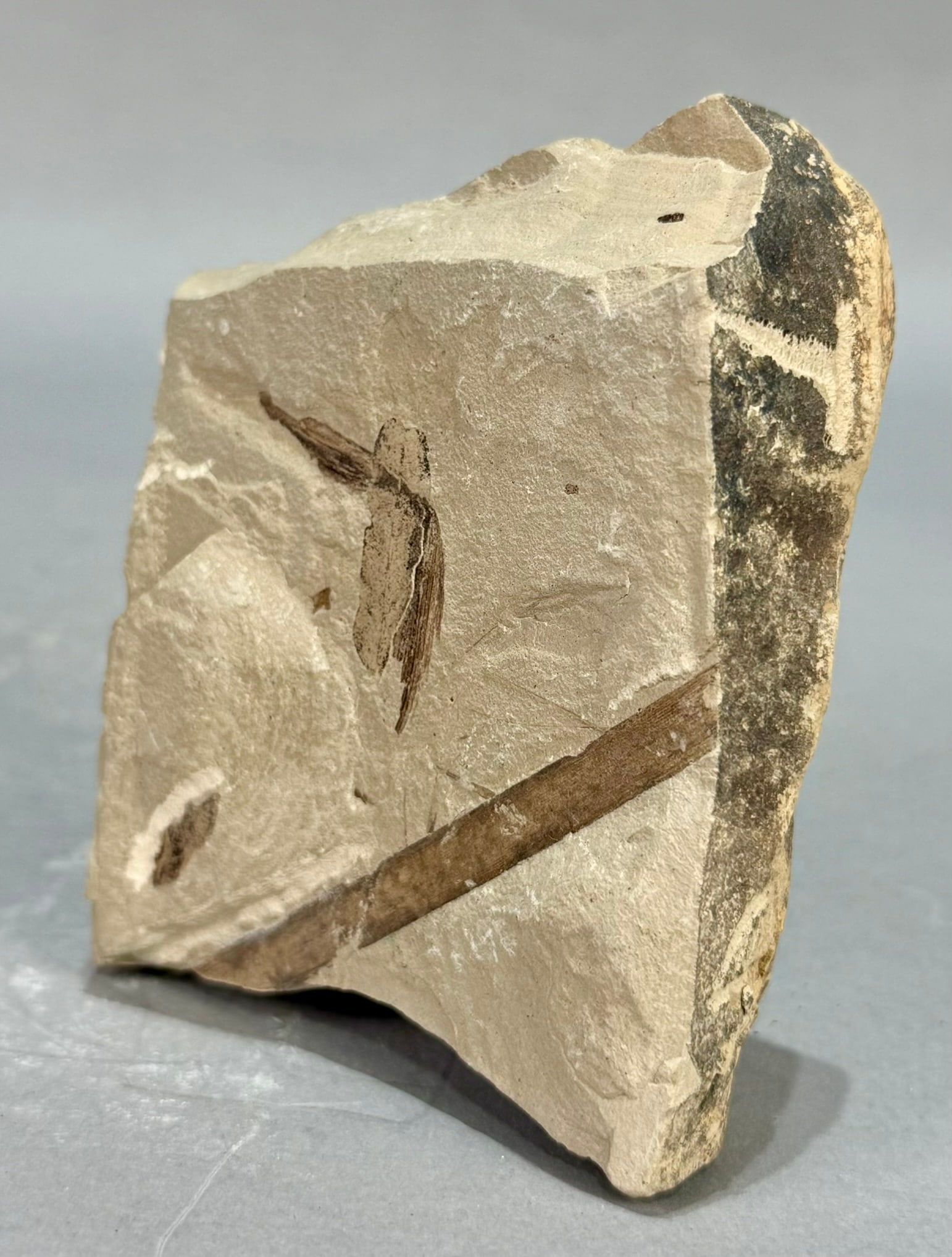 Crane Fly Fossil - 2
