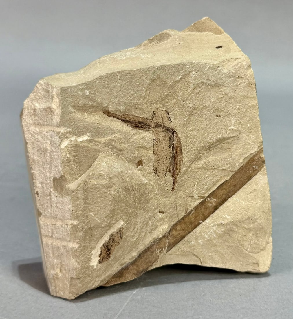 Crane Fly Fossil - 3