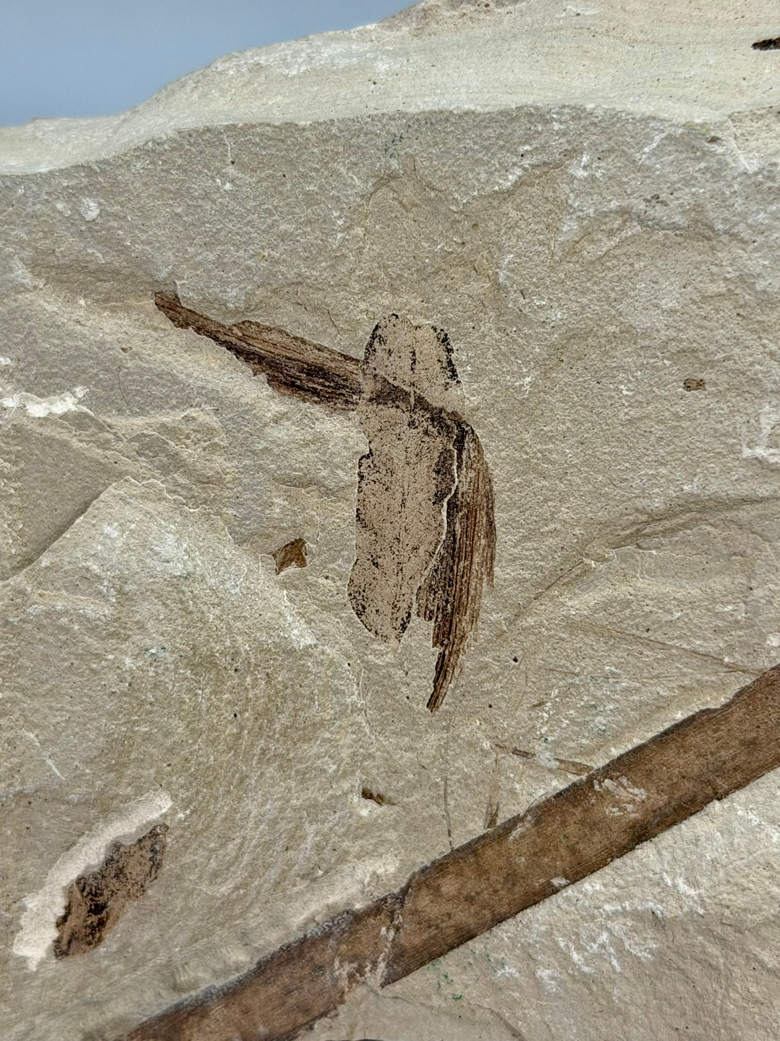 Crane Fly Fossil - 4