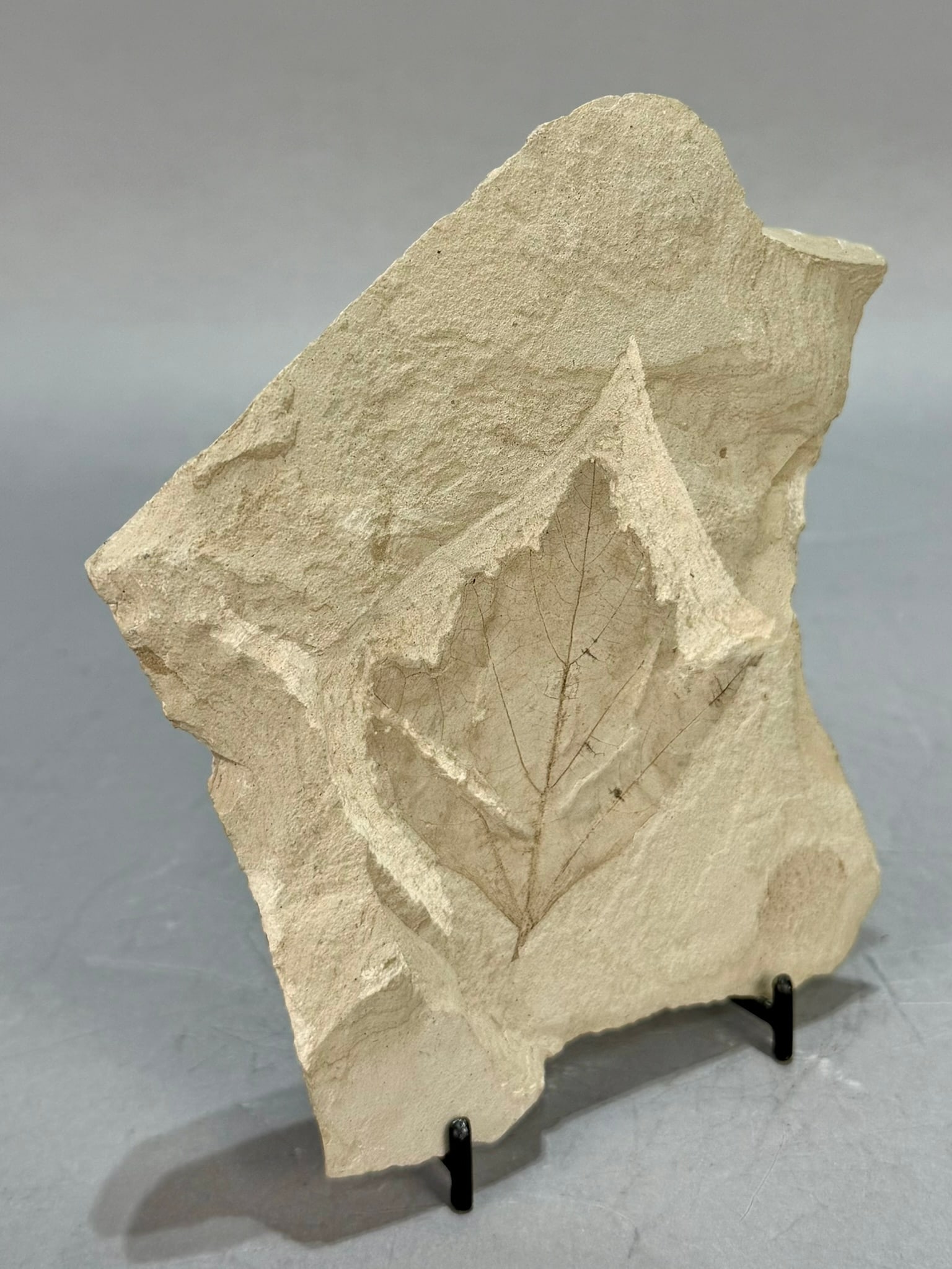 Maple Leaf Fossil - 2