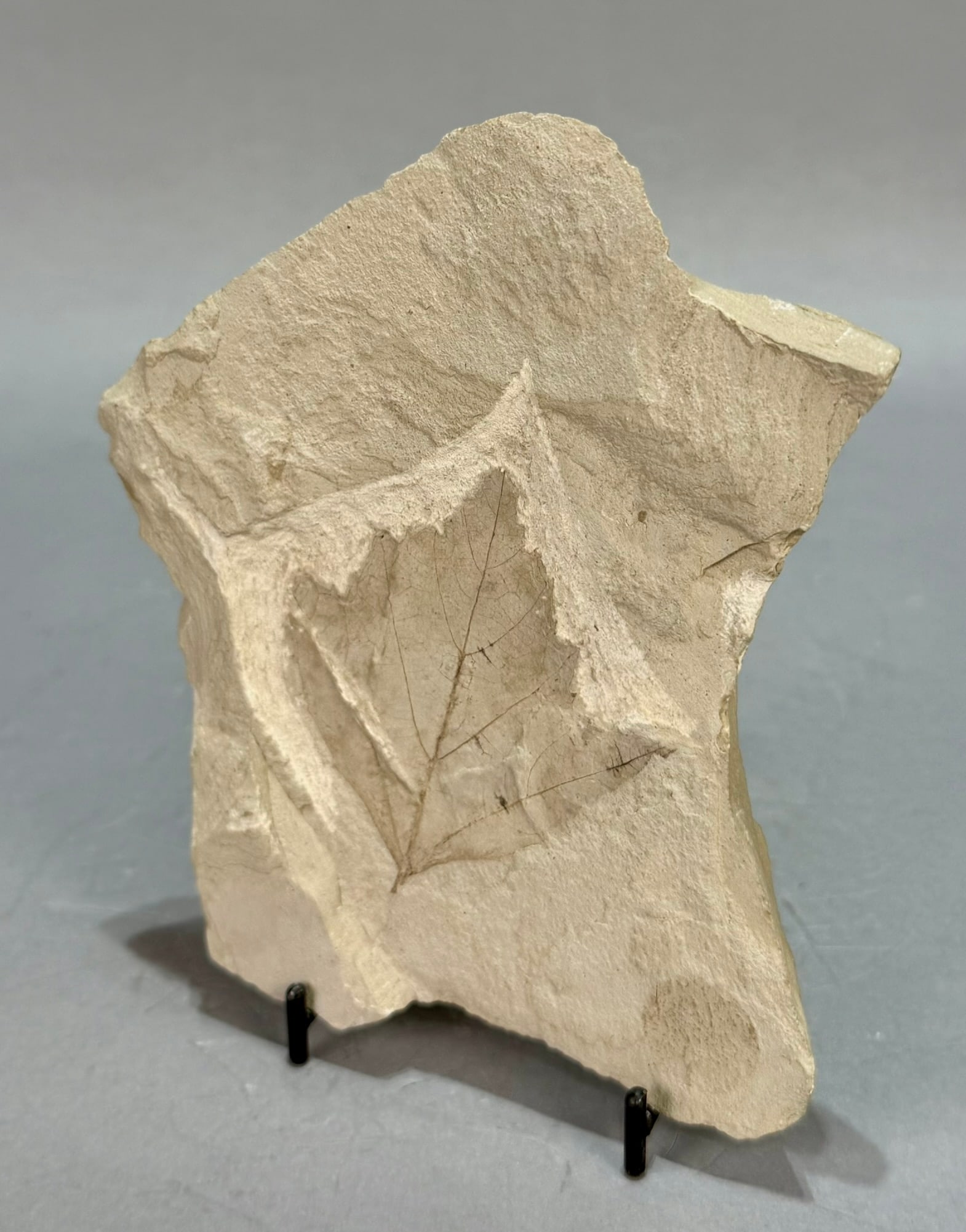 Maple Leaf Fossil - 3