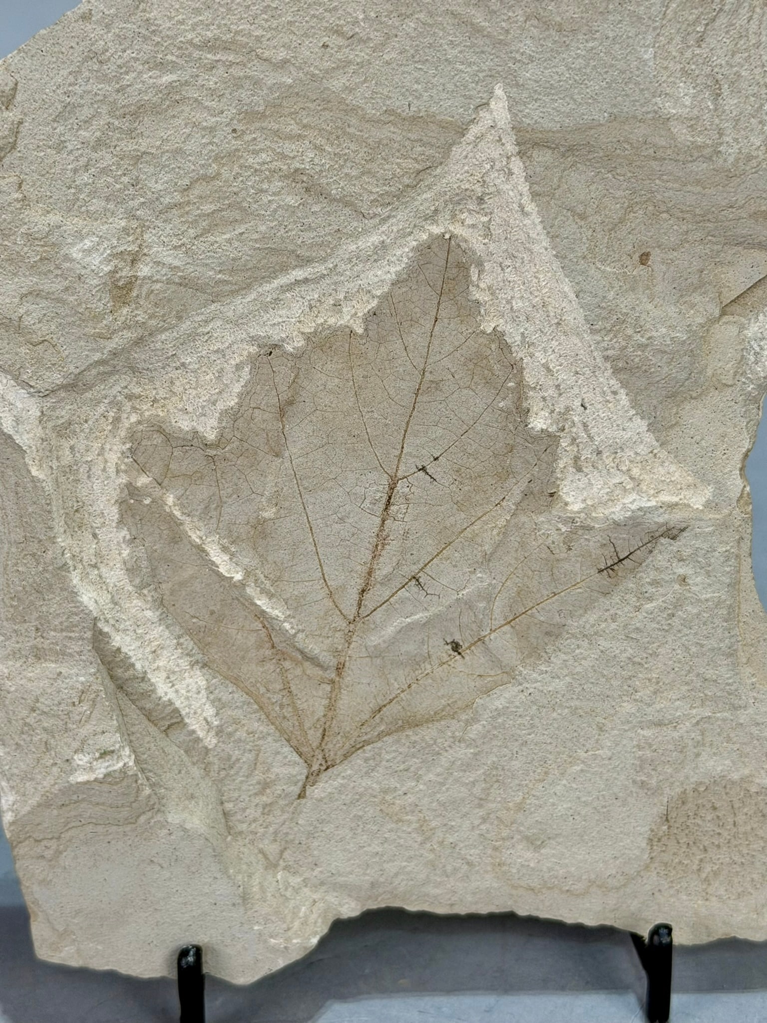 Maple Leaf Fossil - 4