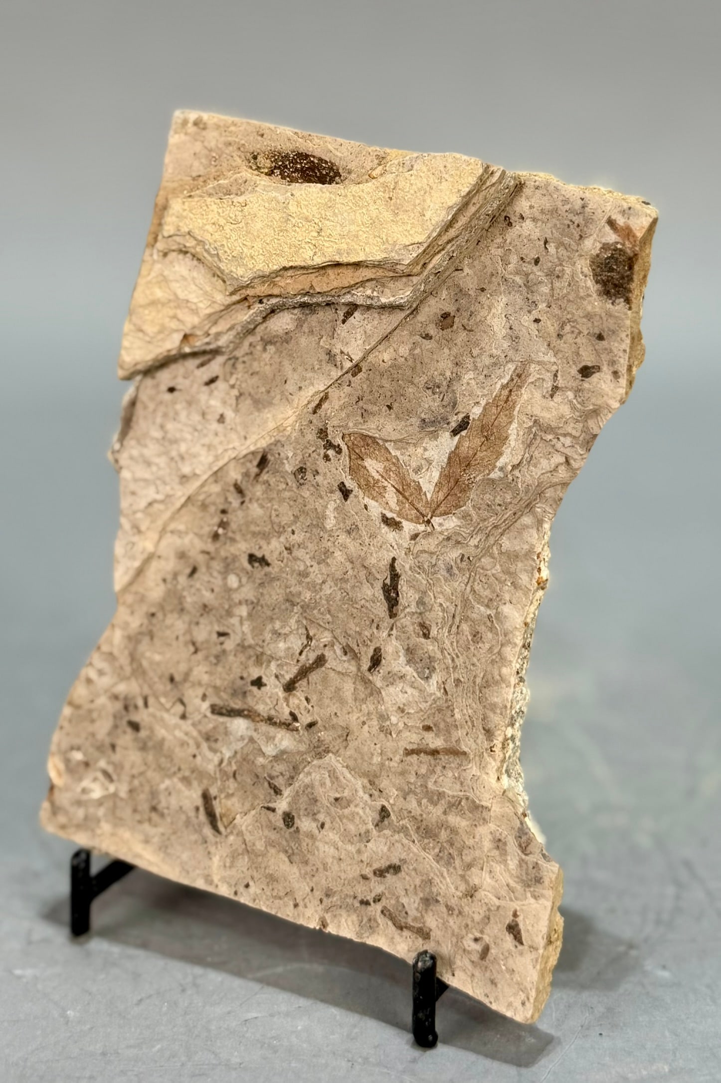 Leaf Fossil Plate - 2