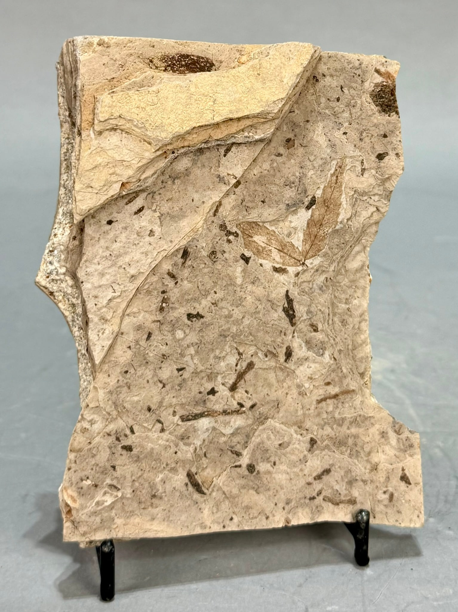 Leaf Fossil Plate - 3