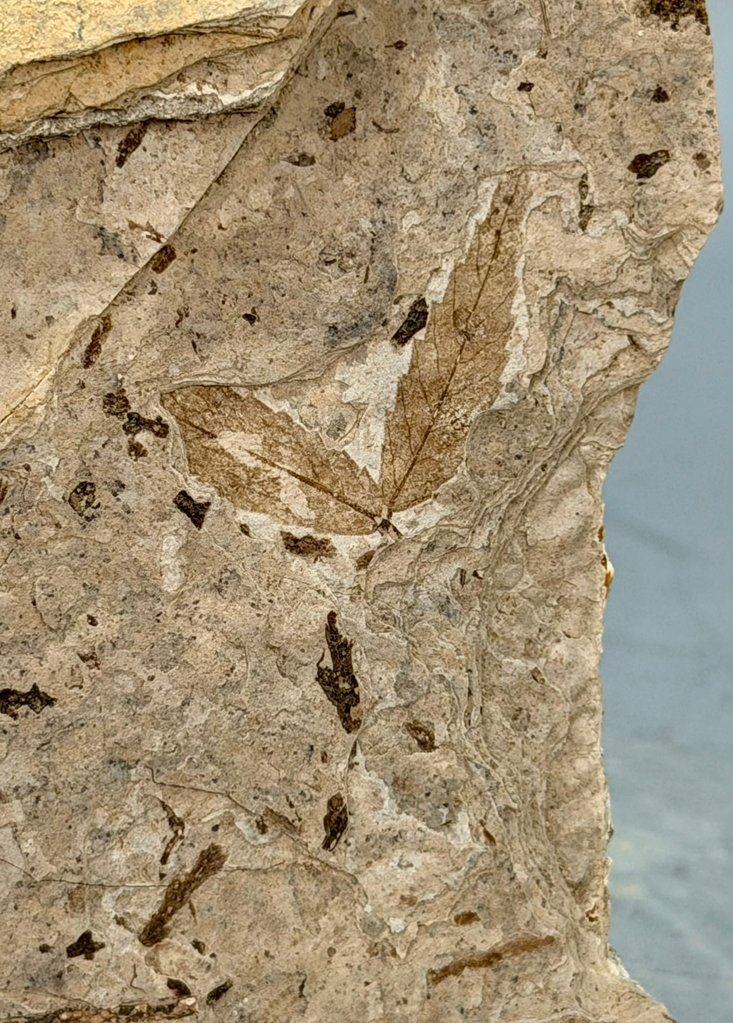Leaf Fossil Plate - 4