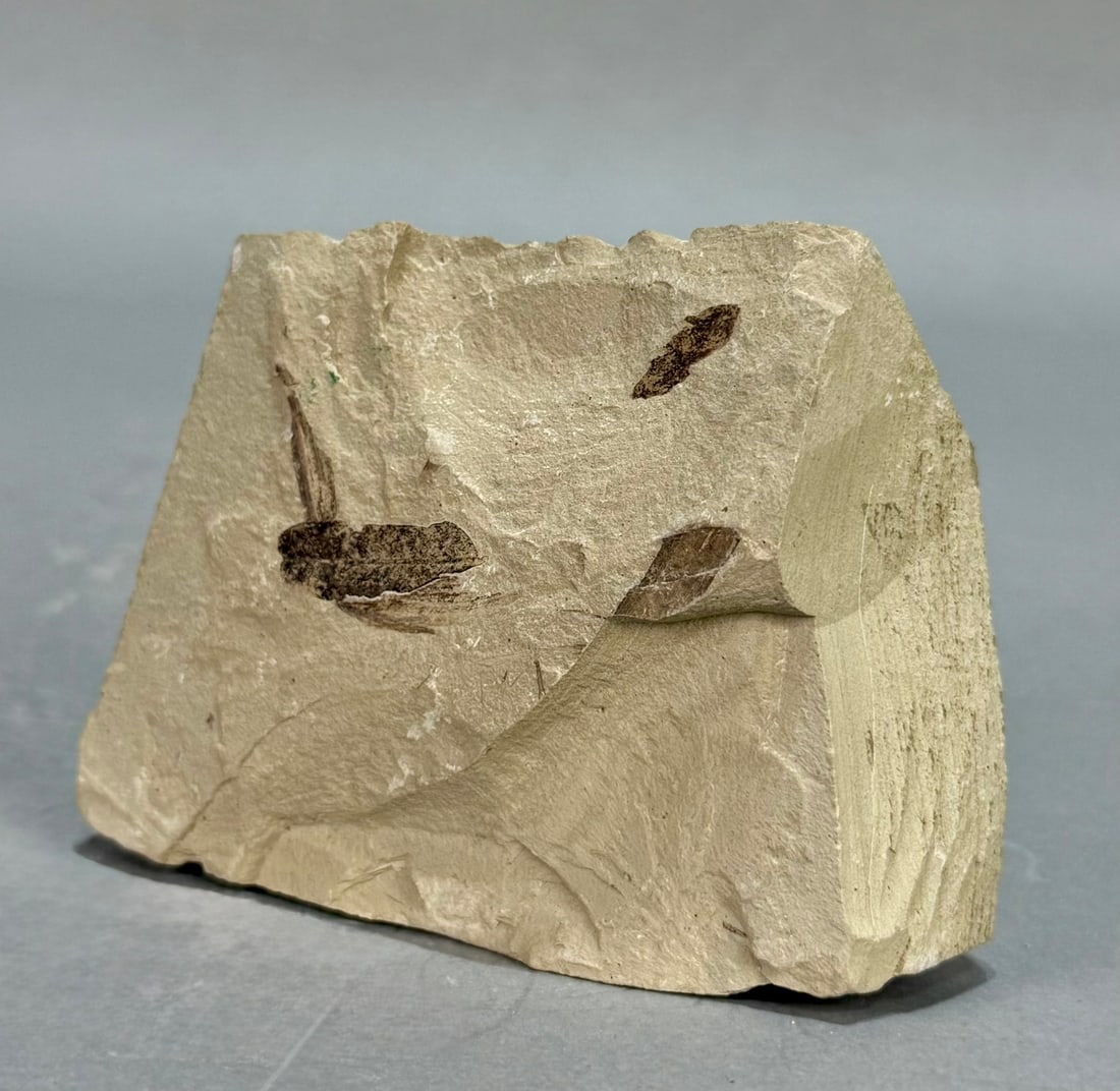 Crane Fly Fossil - 2