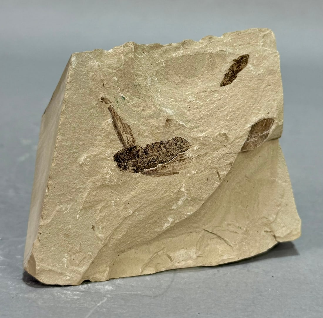 Crane Fly Fossil - 3