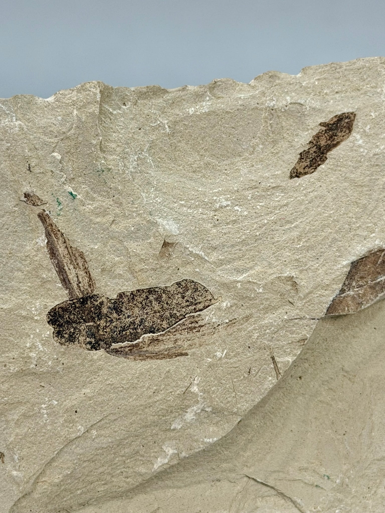 Crane Fly Fossil - 4