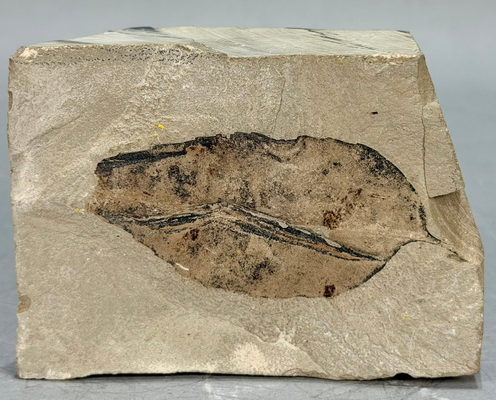 Leaf Fossil: Dalbergia Knowltoni leaf fossil from the Green River area. Eocene Age. 3.25" x 4.25" x 1.5". 24 ounces.