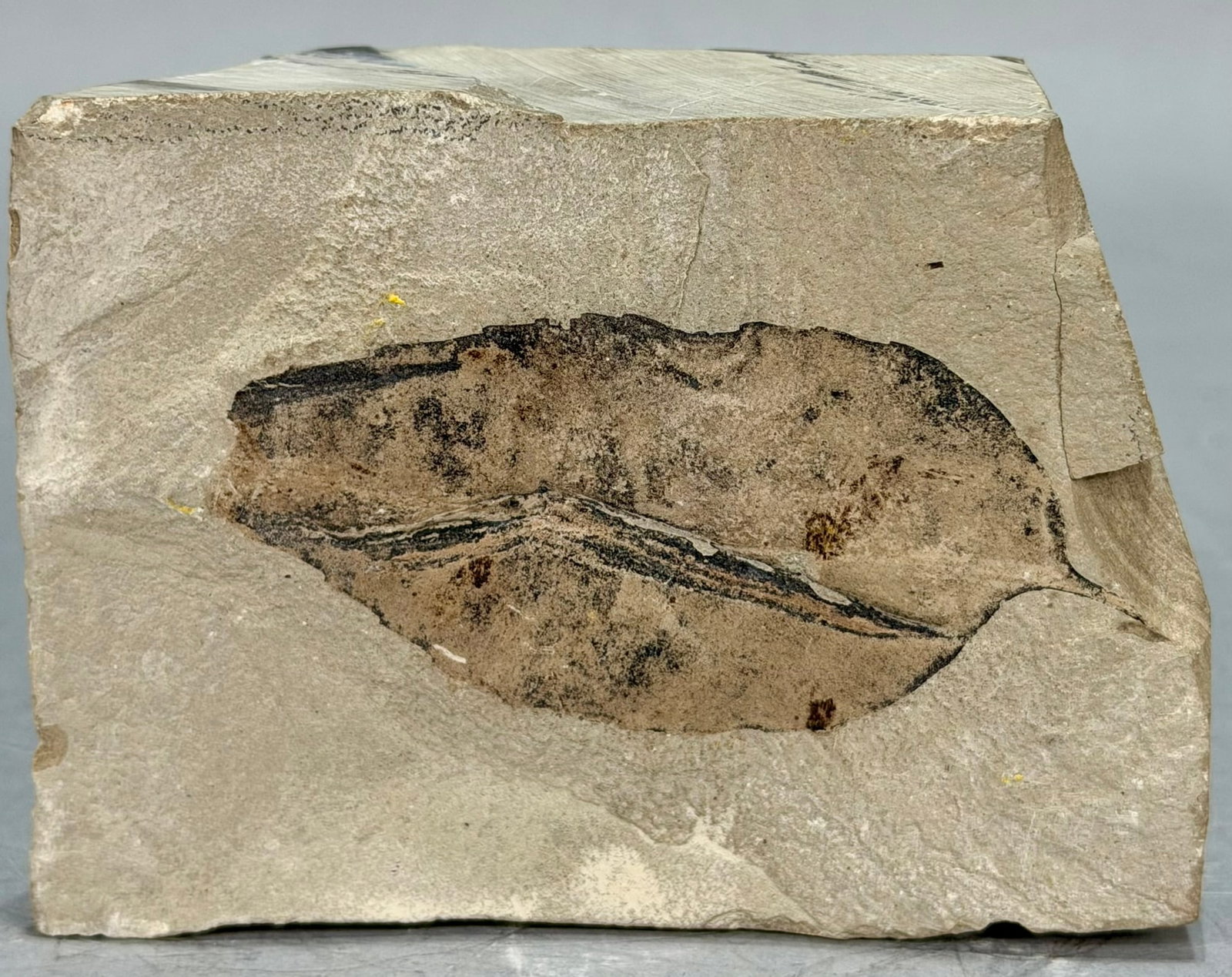 Leaf Fossil - 2