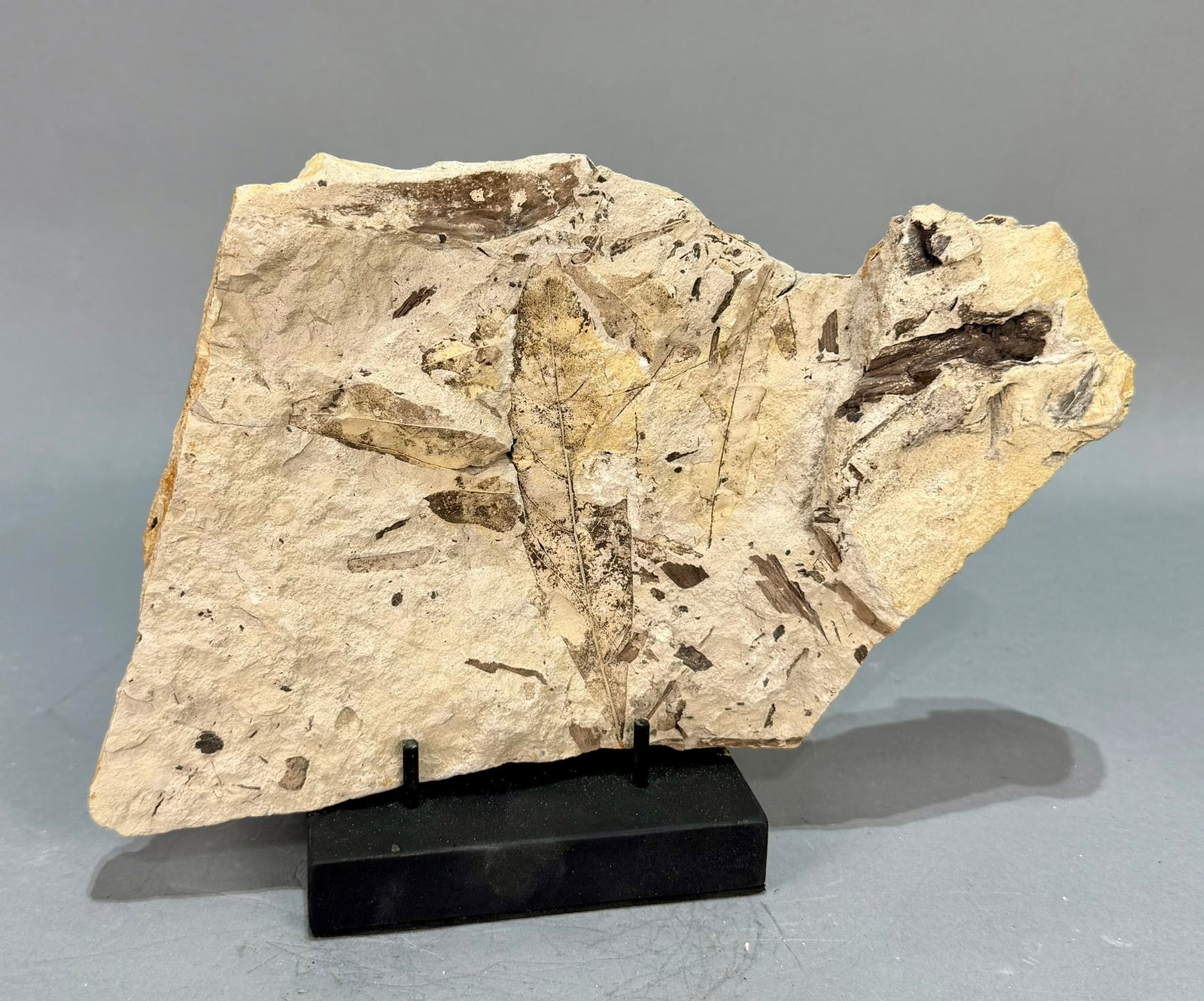 Leaf Fossil Plate: Multiple leaf fossil plate from the Catahoula Formation in Jasper, Texas. Oligocene Age. 7" x 10" x 1.25". 2 lb, 5 ounces.