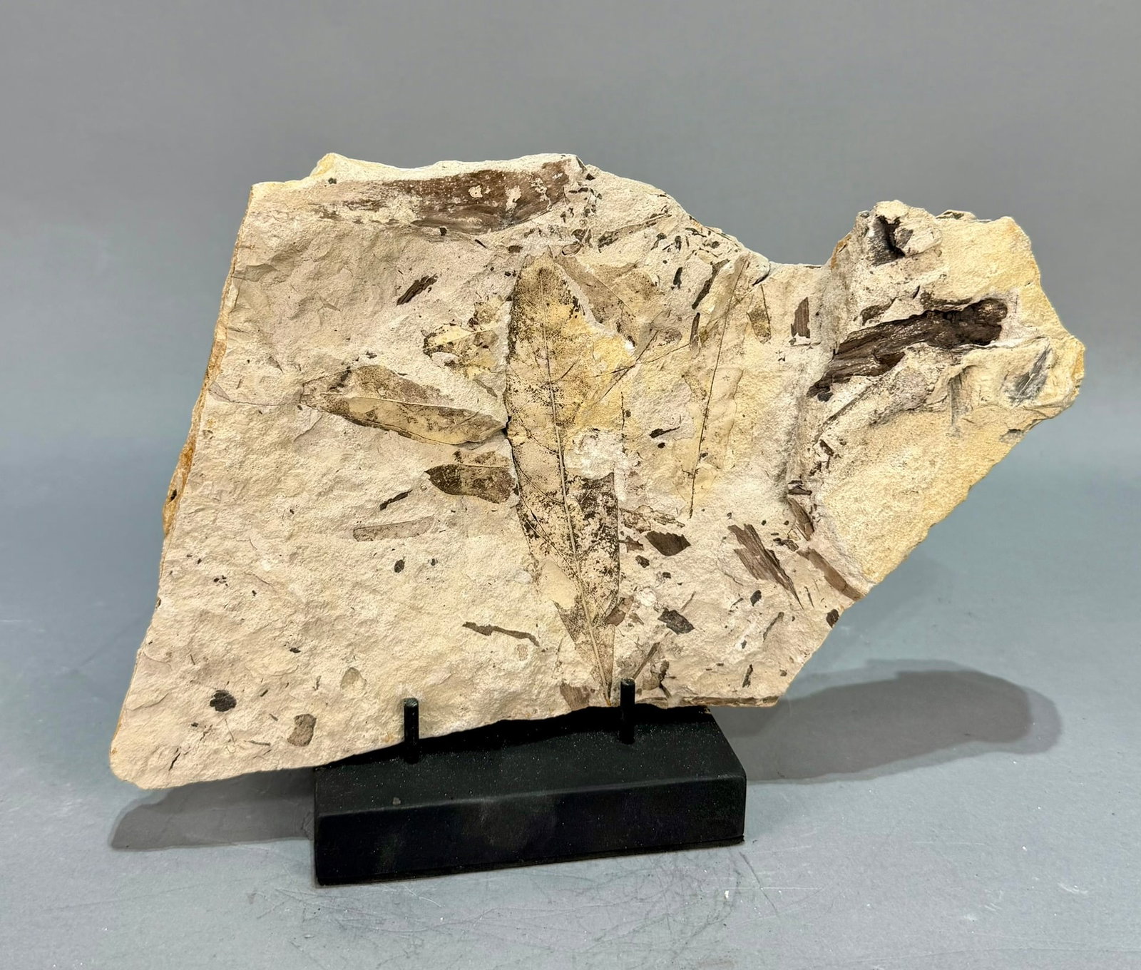 Leaf Fossil Plate - 2