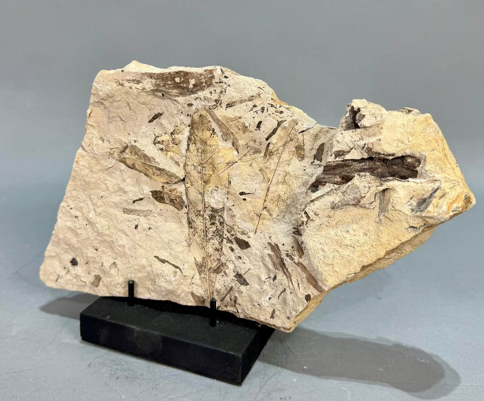 Leaf Fossil Plate - 3