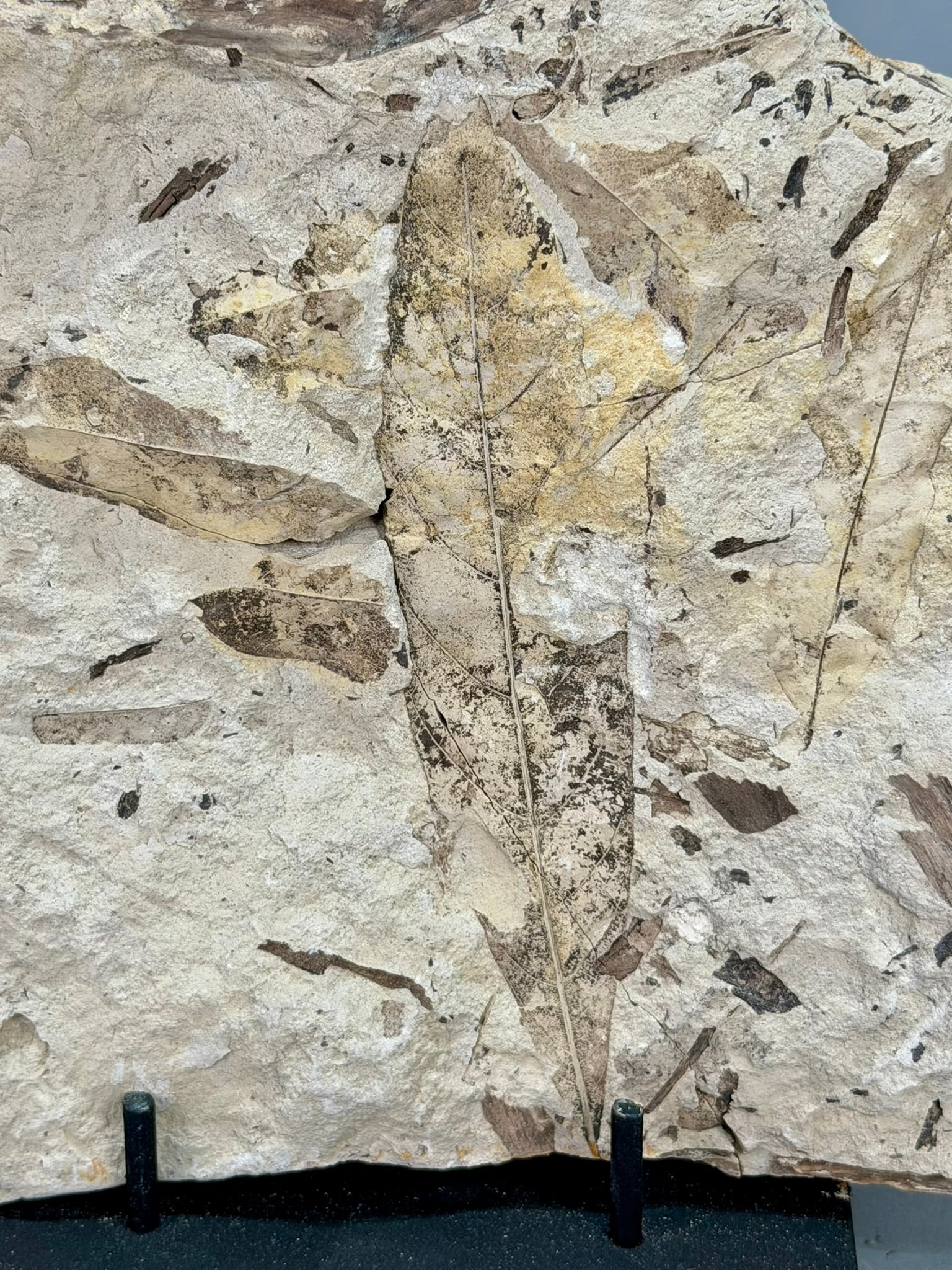 Leaf Fossil Plate - 4