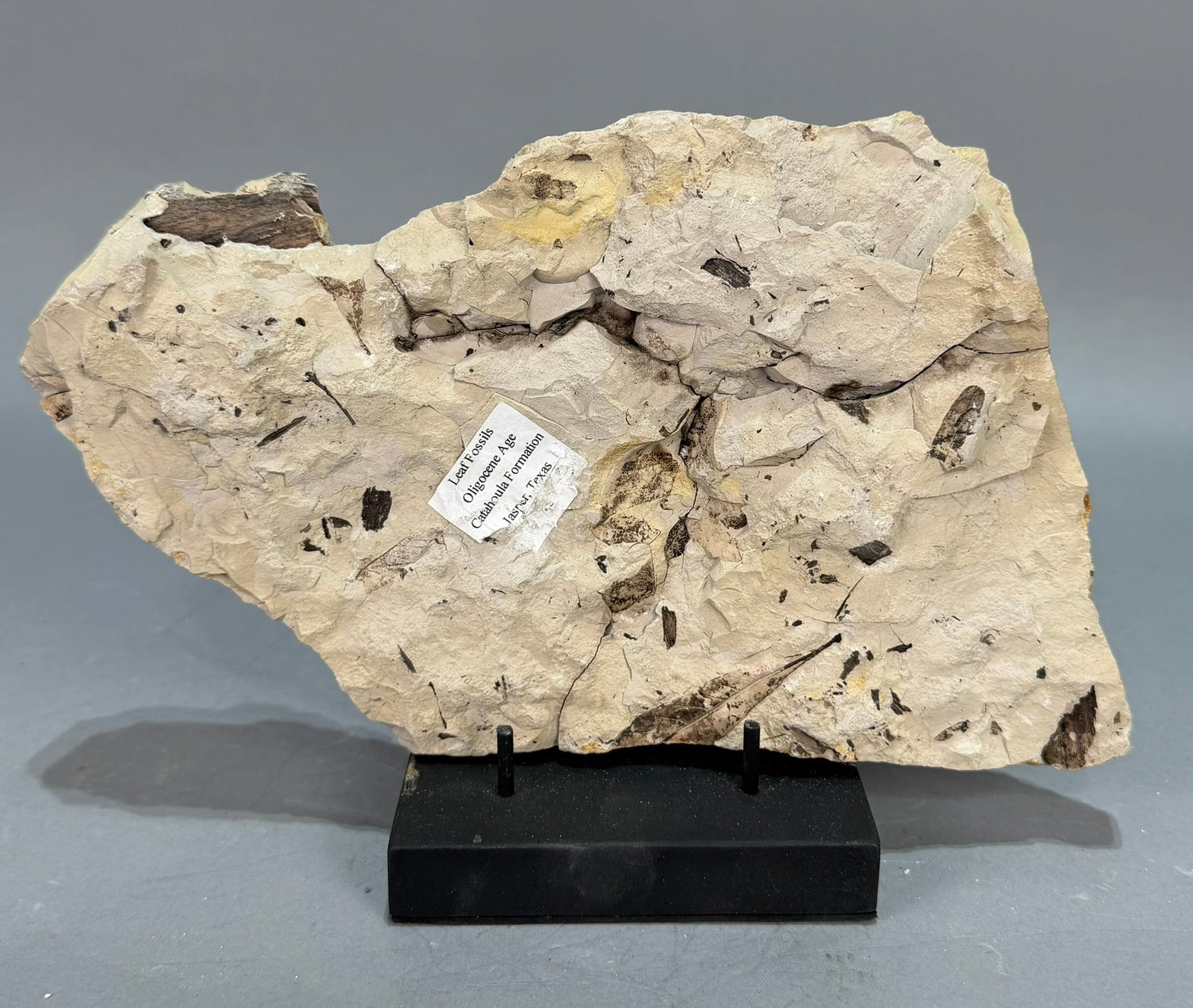 Leaf Fossil Plate - 5