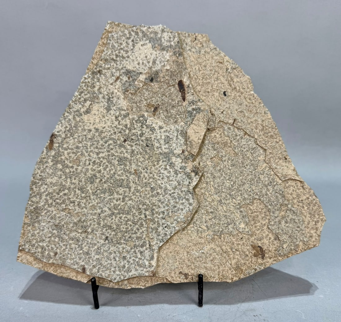 March Fly Fossil Plate (1 of 8)