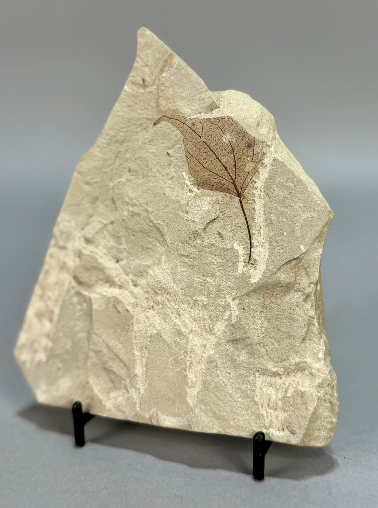 Poplar Leaf Fossil - 2